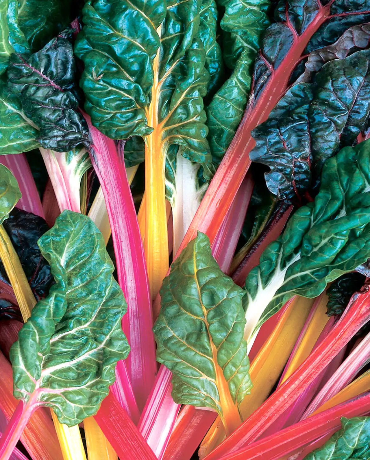 ชาร์ด Rainbow Chard Bright Lights