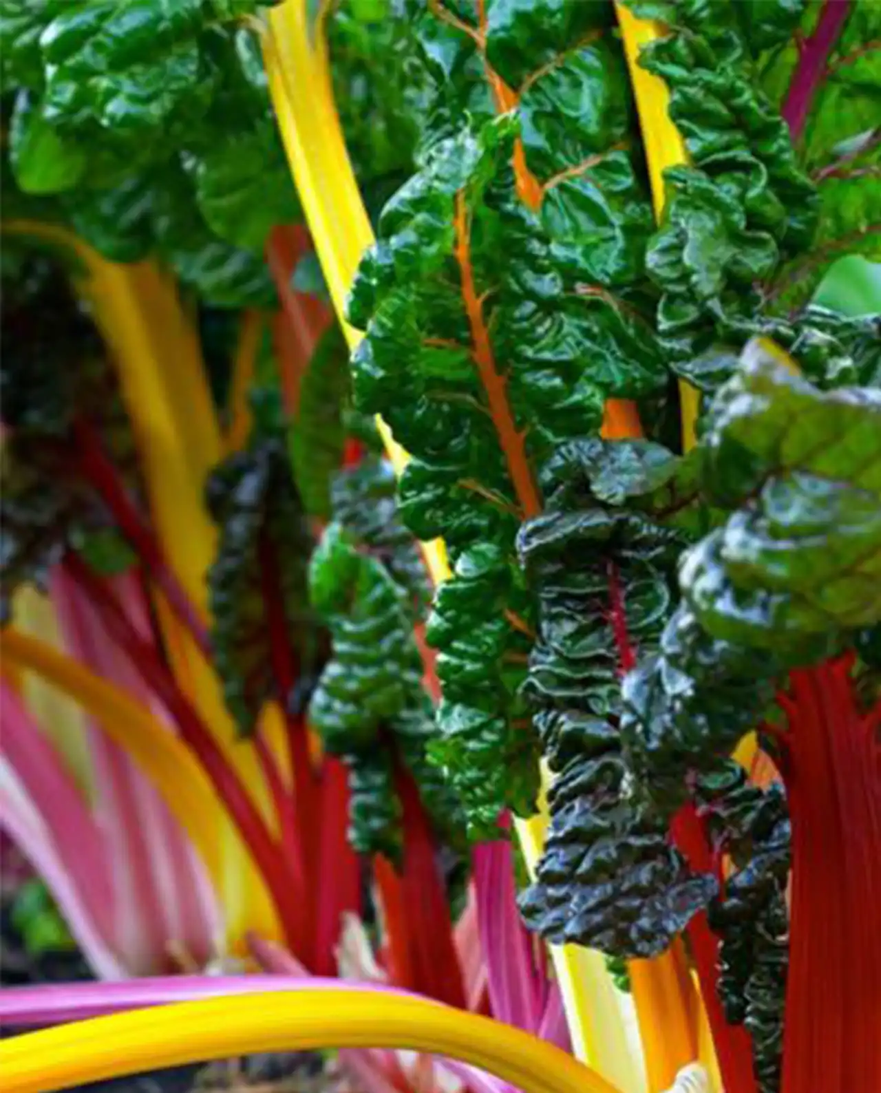 ชาร์ด Rainbow Chard Bright Lights