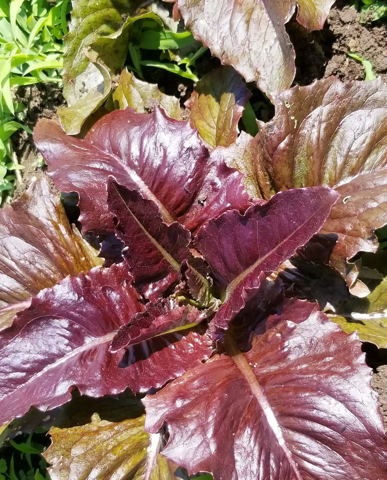 ผักกาดหอม Lettuce Red Deer Tongue