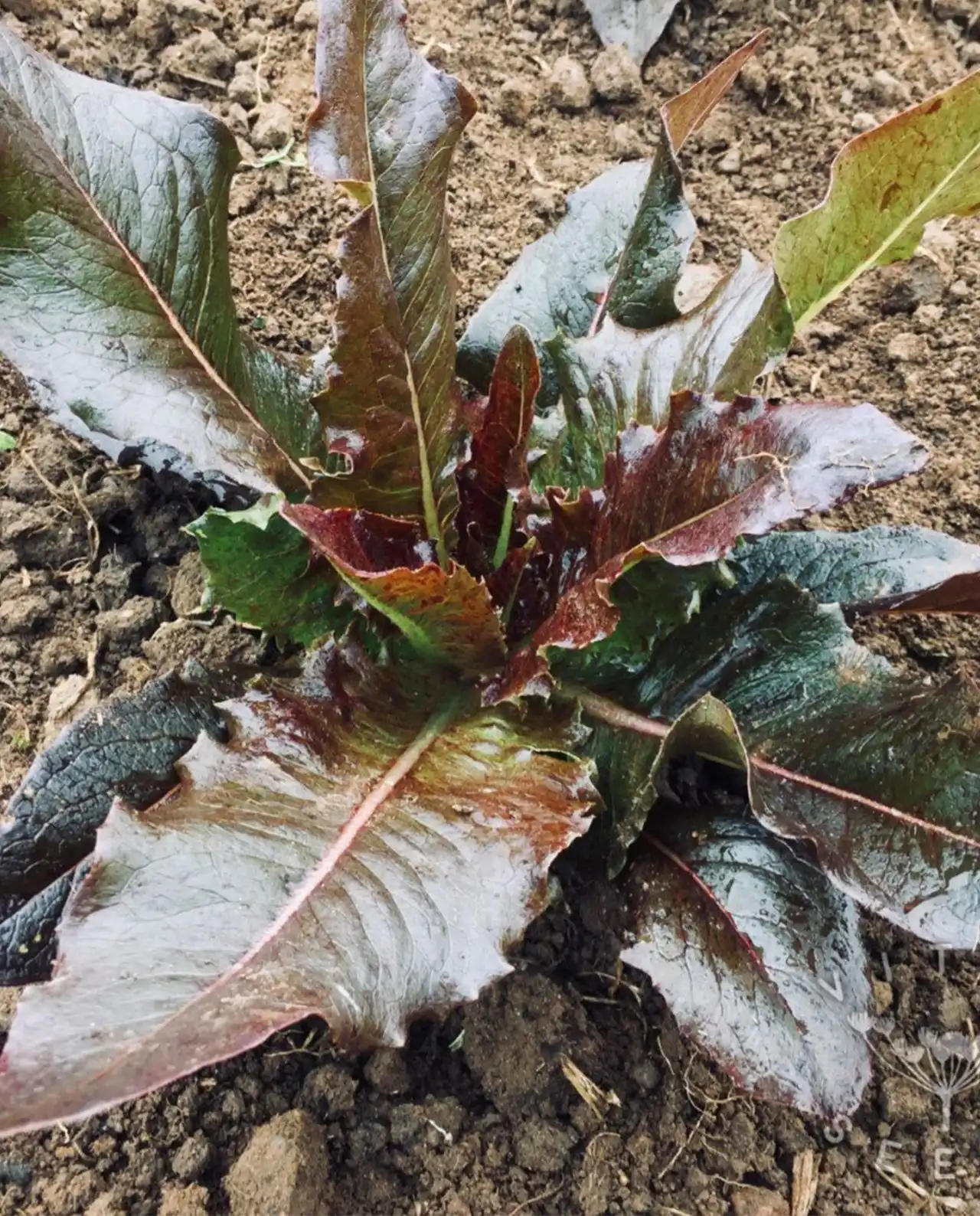 ผักกาดหอม Lettuce Red Deer Tongue