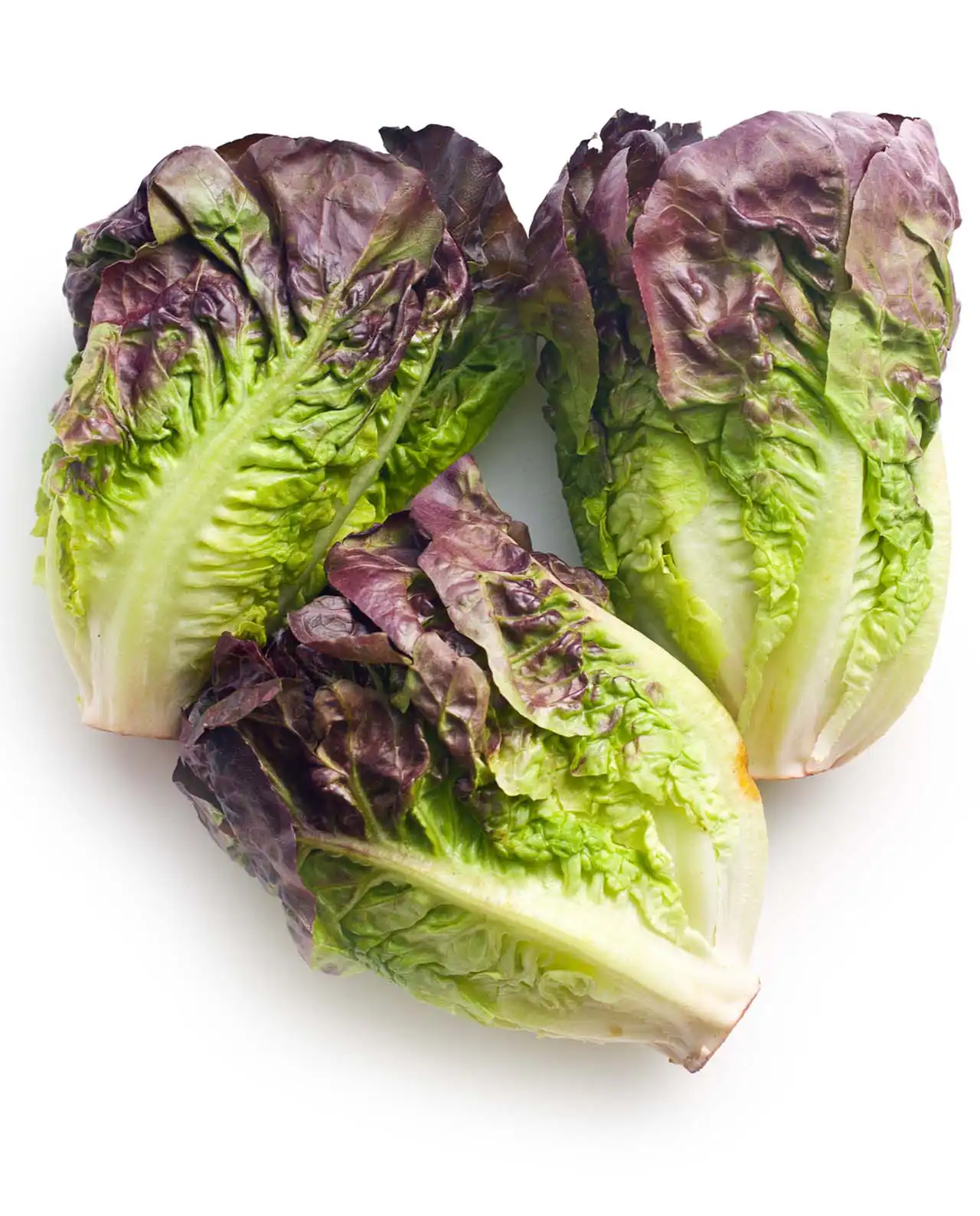 ผักกาดหอม Baby Romaine Ruby Gem