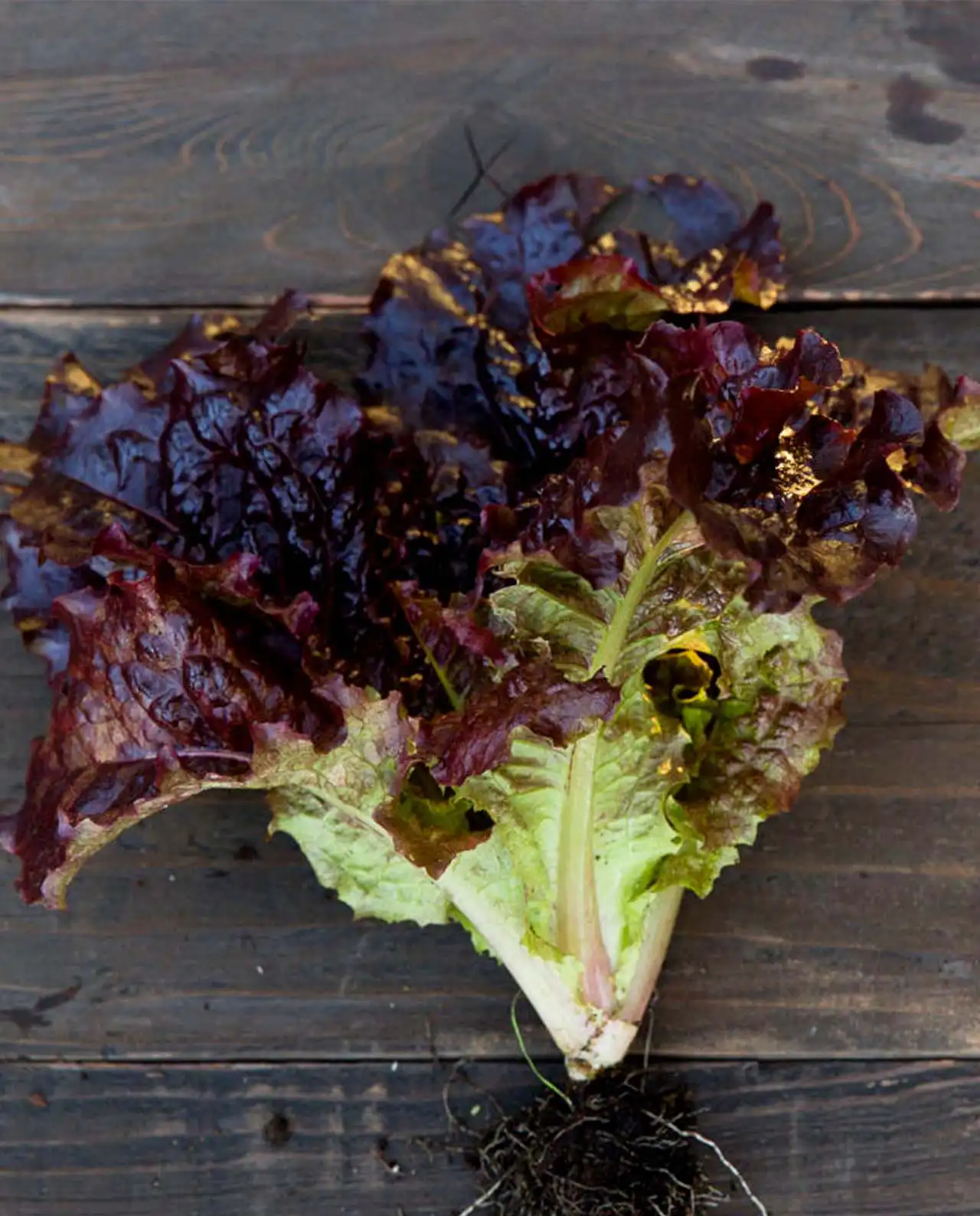 ผักกาดหอม Baby Romaine Ruby Gem