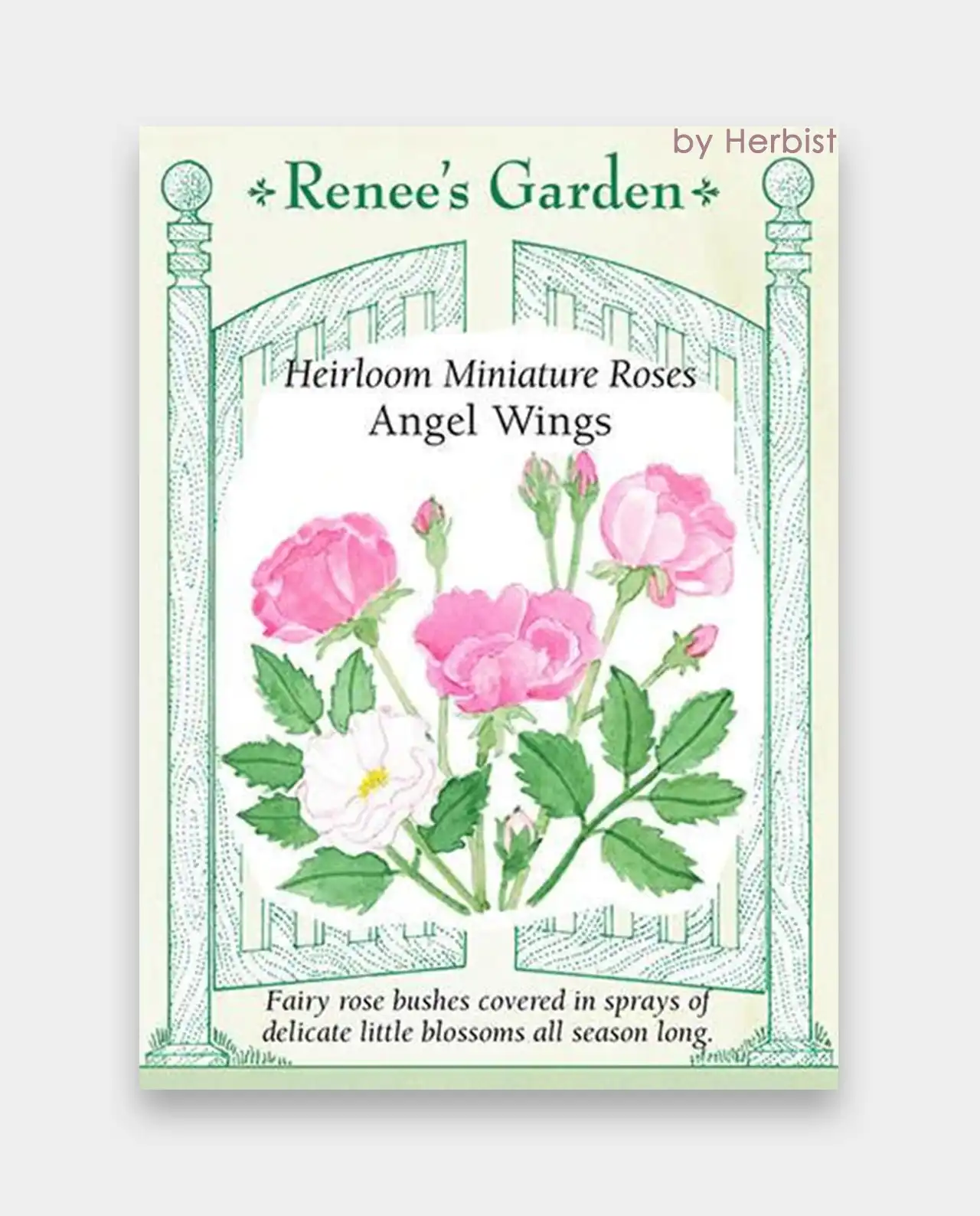 กุหลาบ Angel Wings Miniature Roses