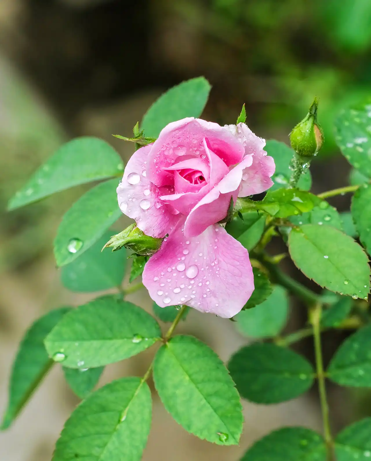 กุหลาบ Angel Wings Miniature Roses