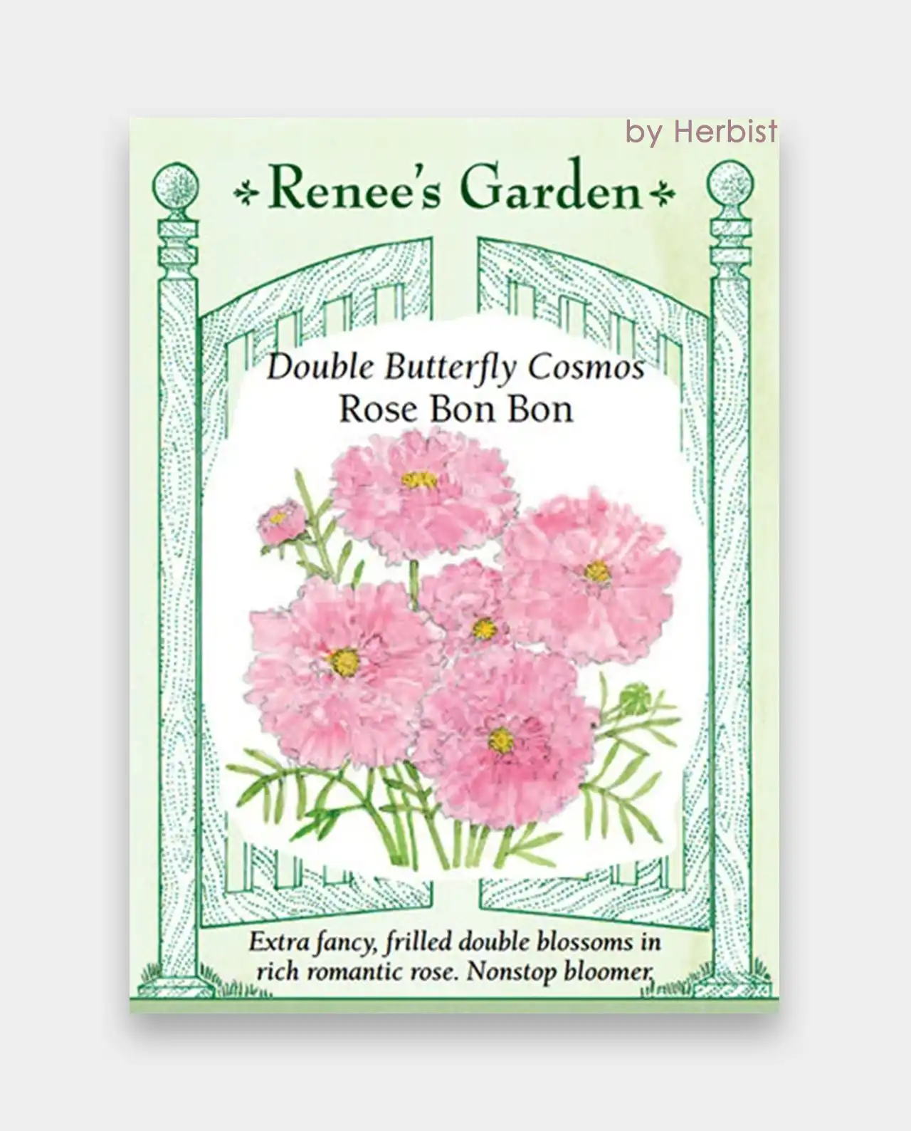 คอสมอส Rose Bon Bon Cosmos