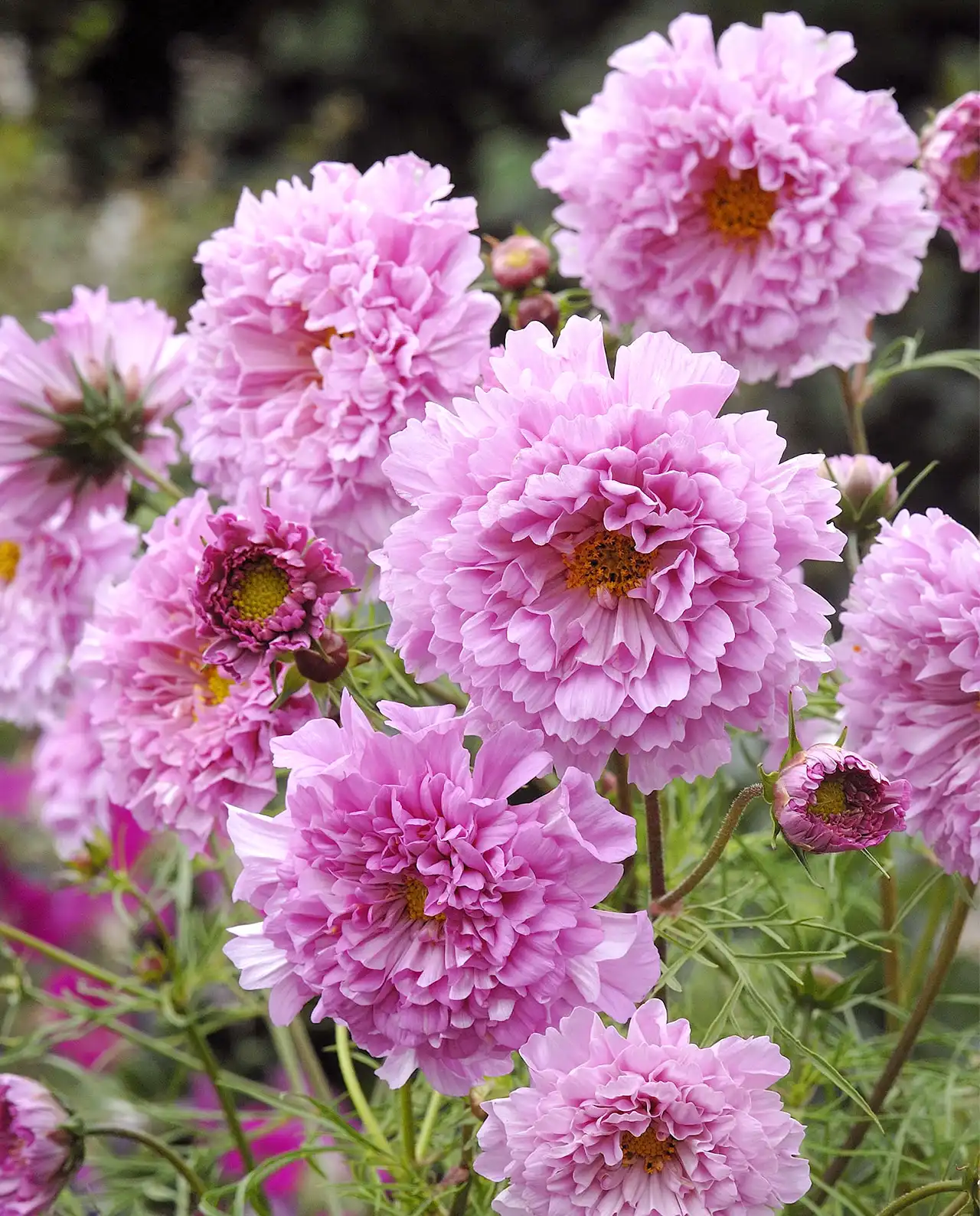 คอสมอส Rose Bon Bon Cosmos
