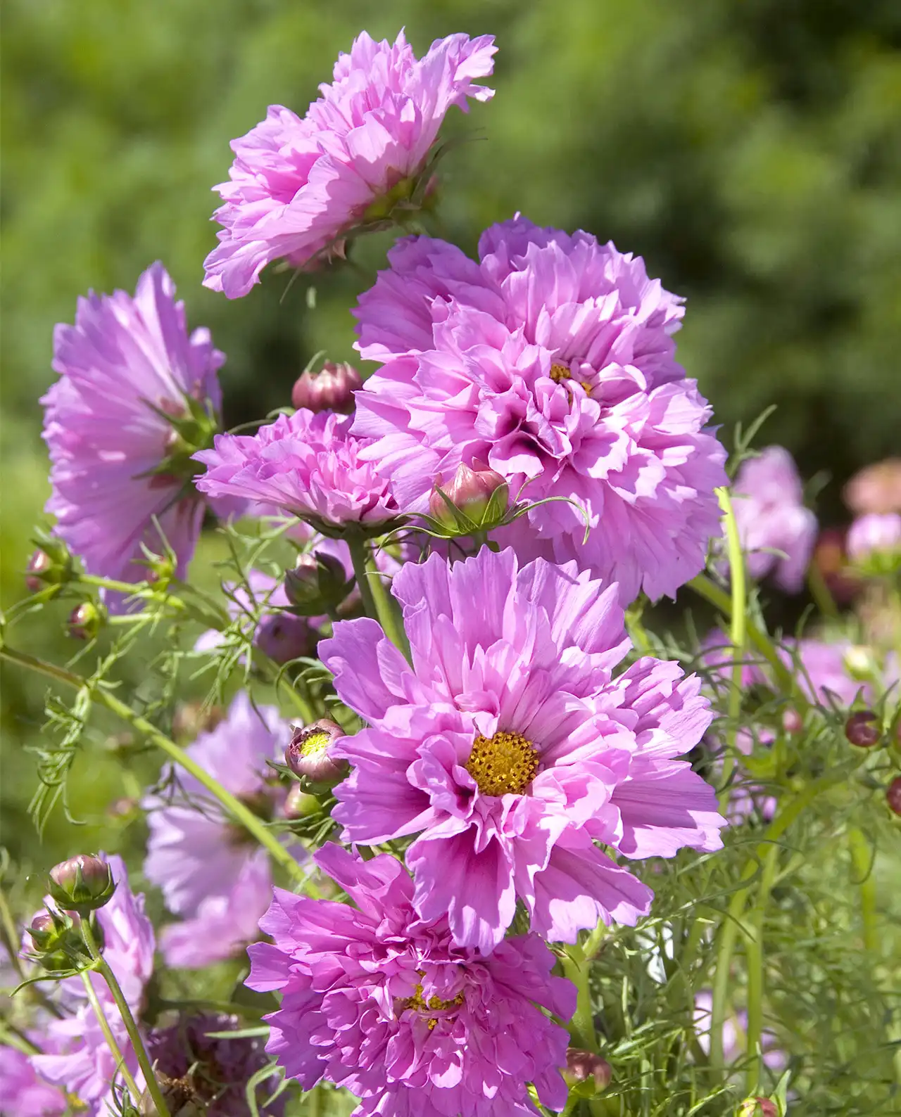คอสมอส Rose Bon Bon Cosmos