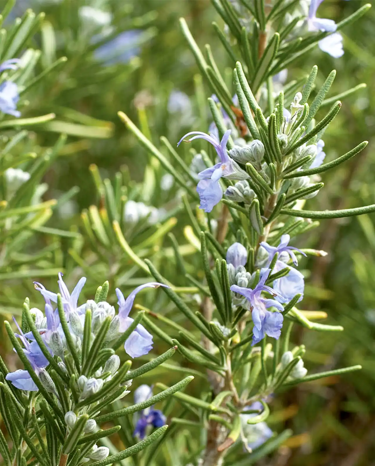 โรสแมรี่ French Rosemary