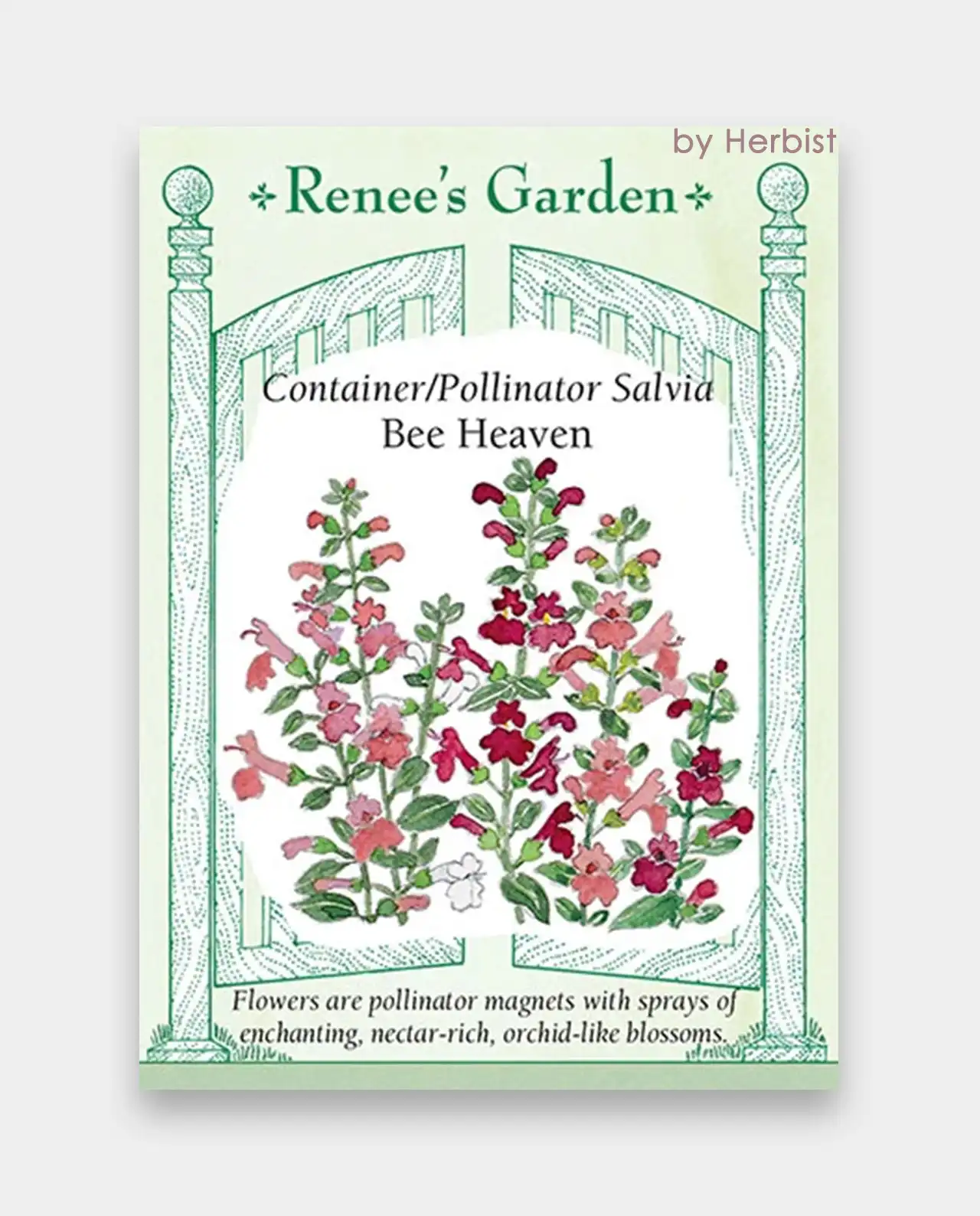 ซัลเวีย Bee Heaven Salvia