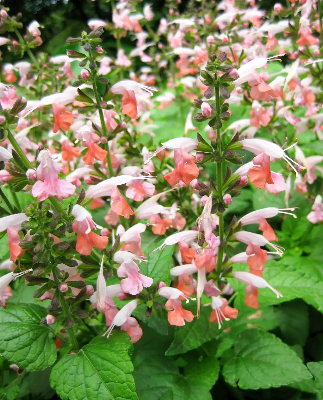 ซัลเวีย Bee Heaven Salvia