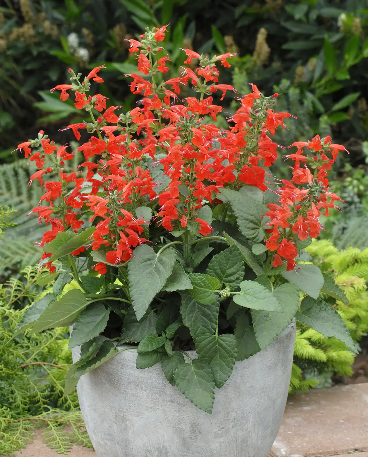 ซัลเวีย Bee Heaven Salvia