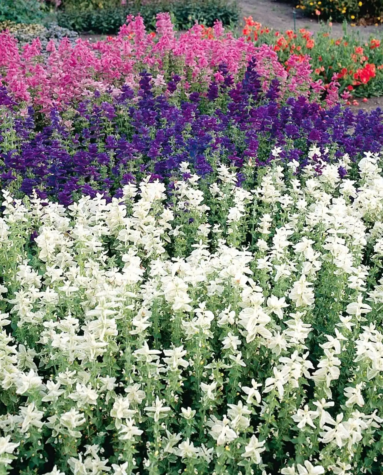 ซัลเวีย Butterfly Salvia Marble Arch