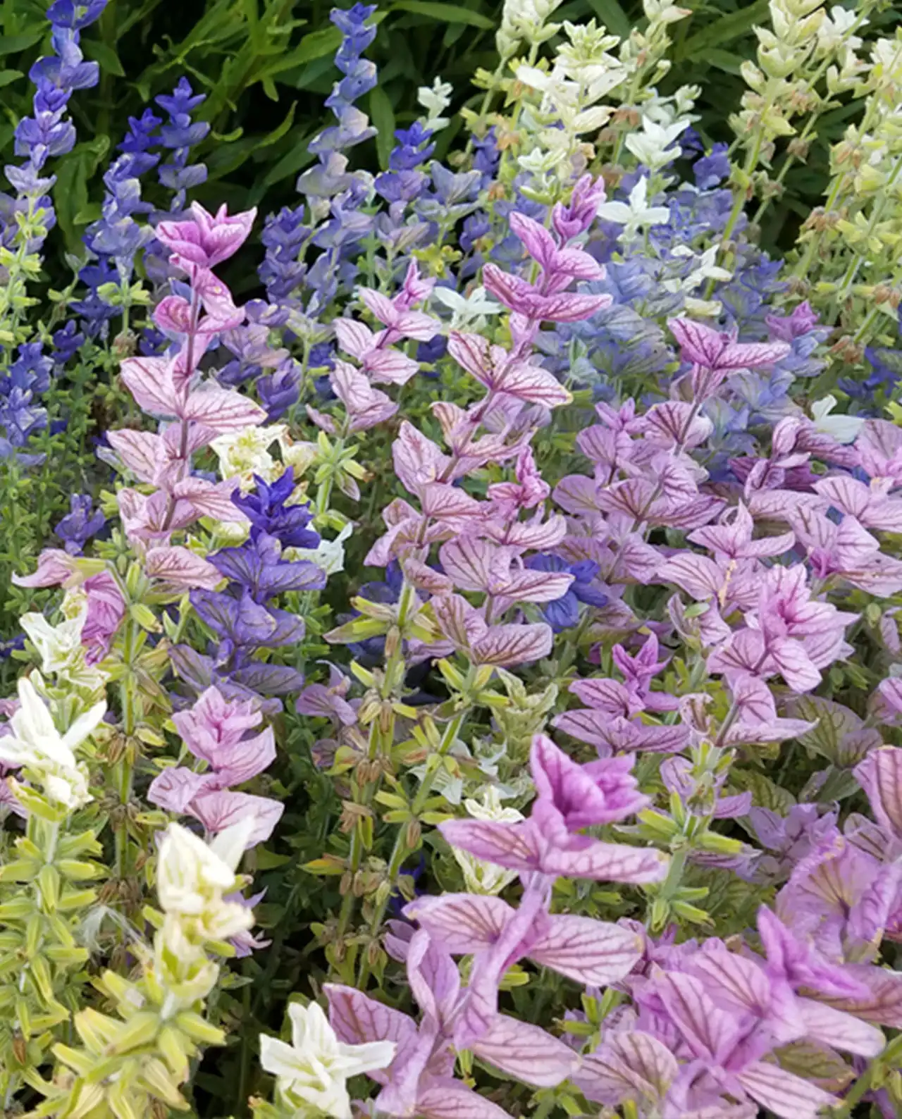 ซัลเวีย Butterfly Salvia Marble Arch
