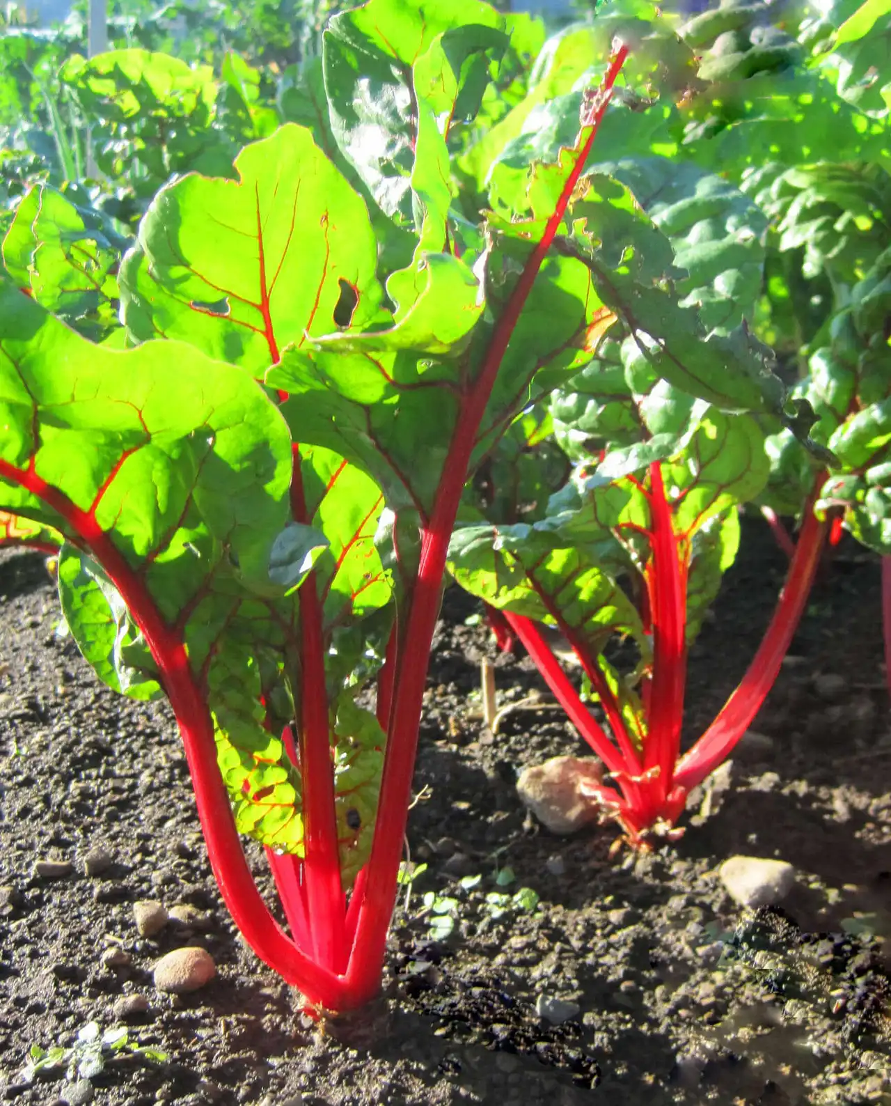 ชาร์ด Scarlet Charlotte Ruby Chard