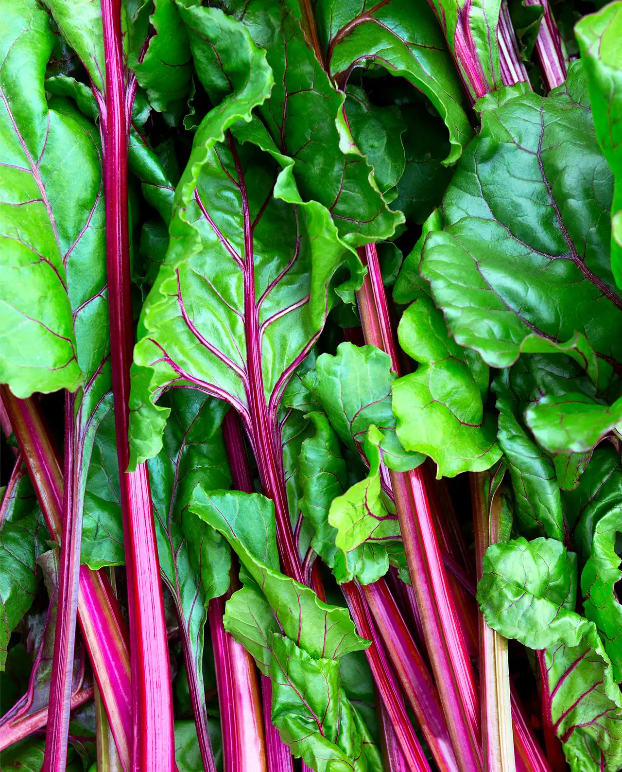 ชาร์ด Scarlet Charlotte Ruby Chard