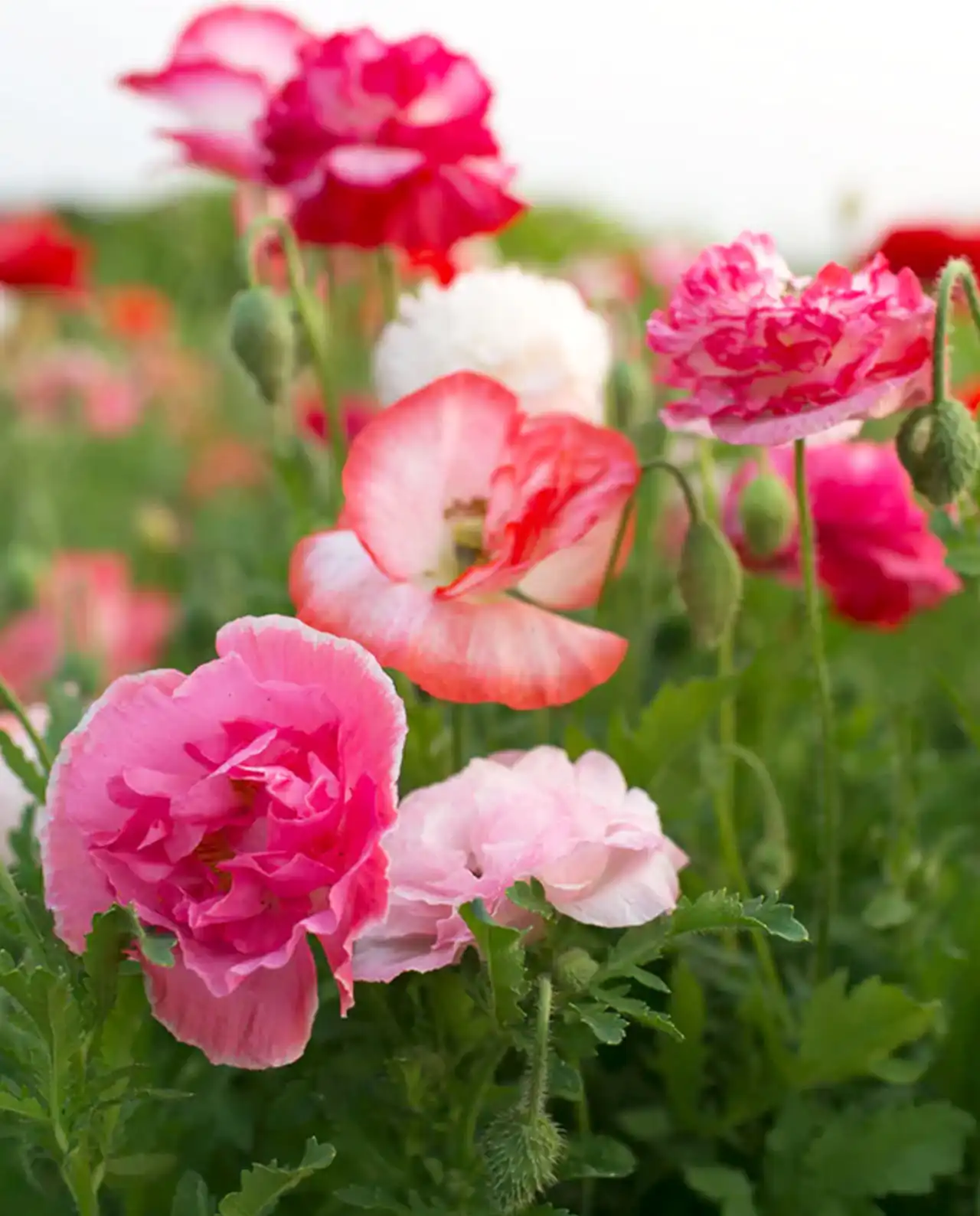 ดอกป๊อปปี้ Shirley Poppies Angels Choir