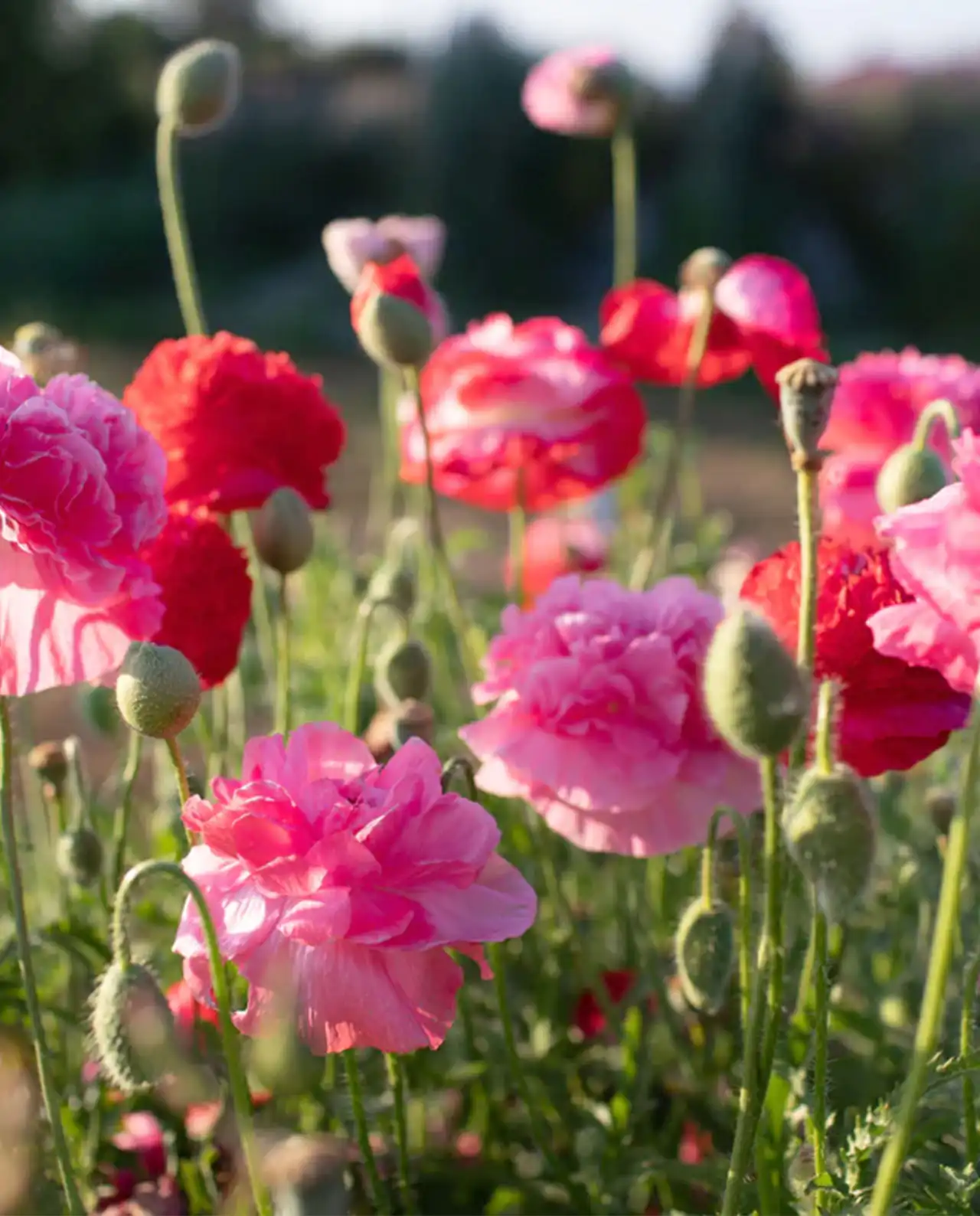 ดอกป๊อปปี้ Shirley Poppies Angels Choir