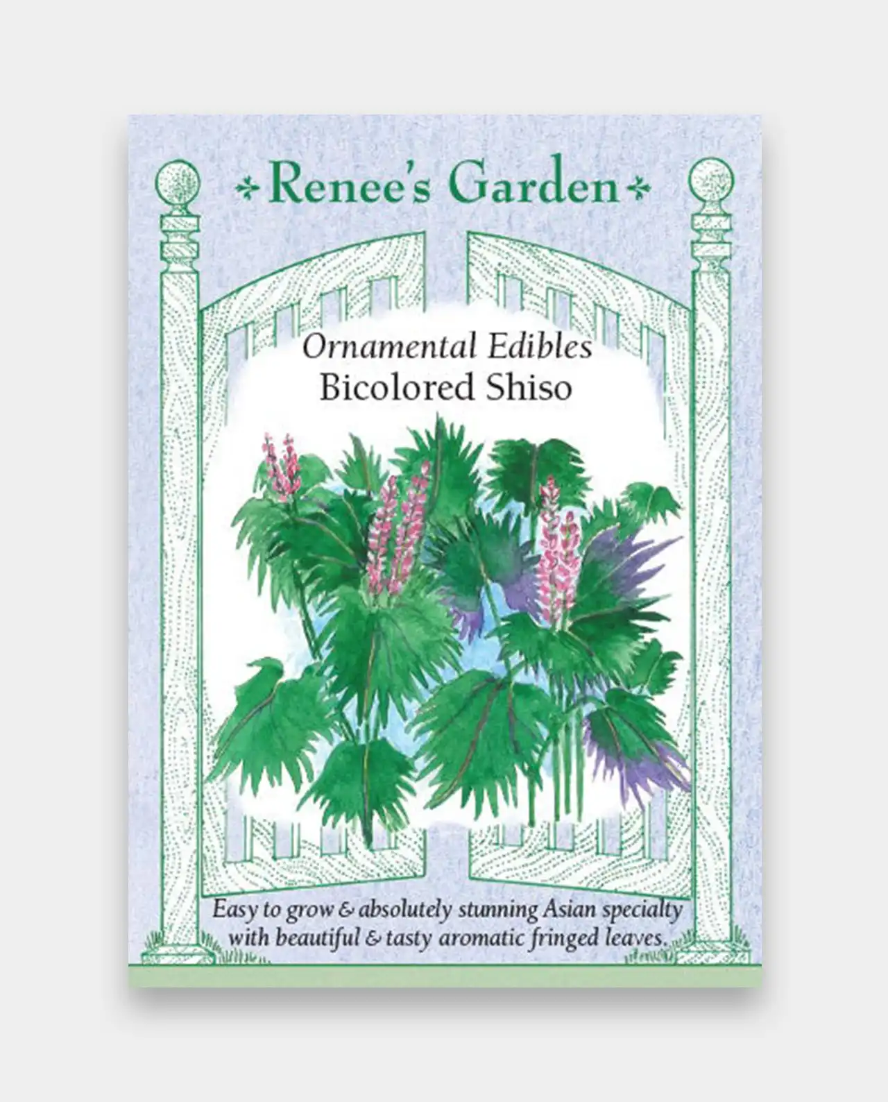 ชิโซะ Ornamental Bicolored Shiso