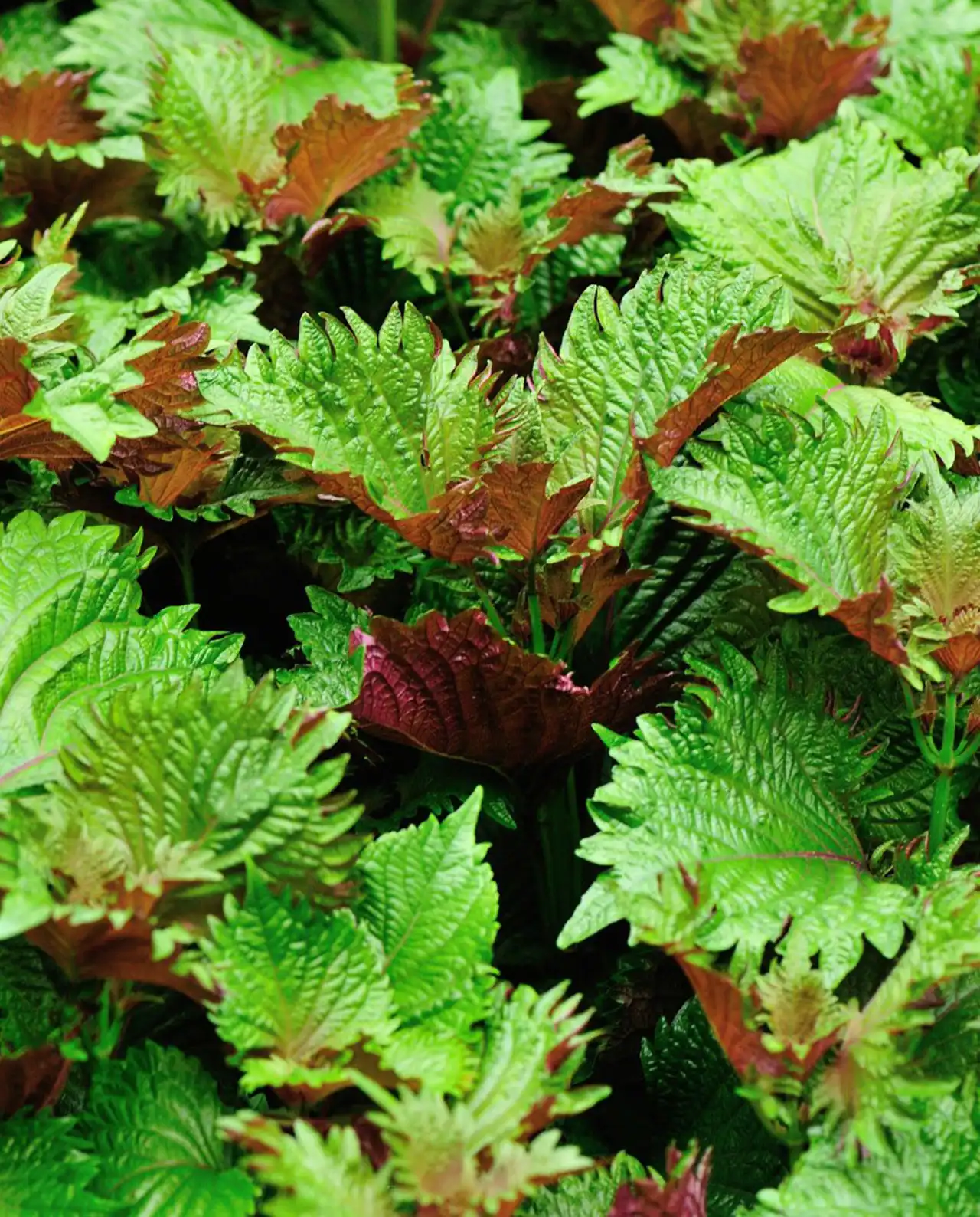 ชิโซะ Ornamental Bicolored Shiso