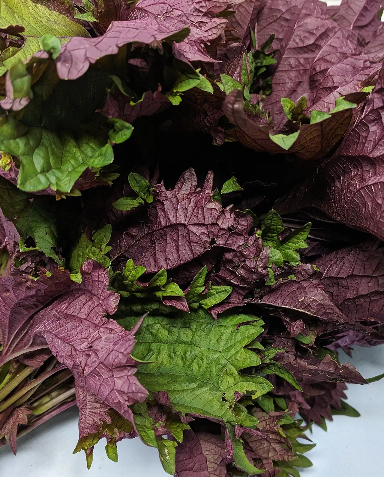 ชิโซะ Ornamental Bicolored Shiso