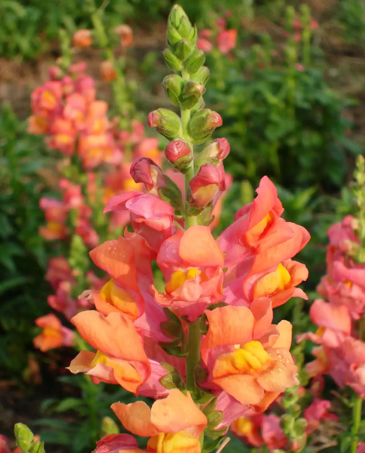 สแนปดราก้อน Snapdragons Summer Flame