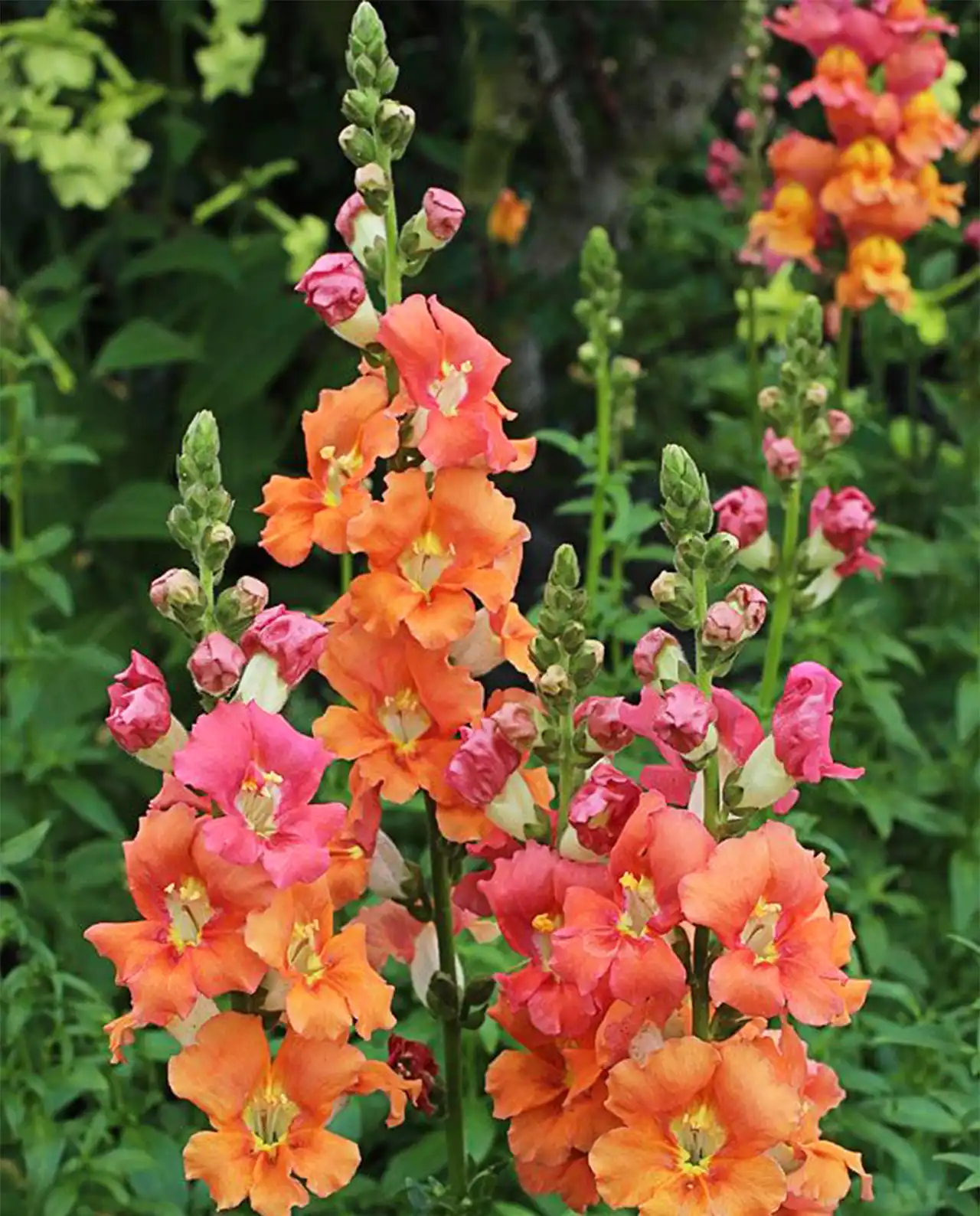 สแนปดราก้อน Snapdragons Summer Flame