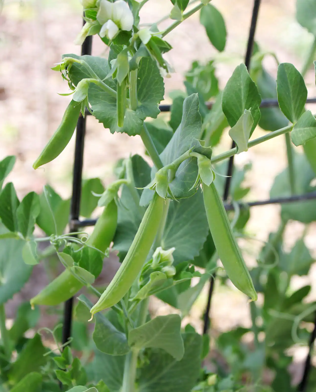 ถั่วสแนปพี Snap Peas Little Crunch