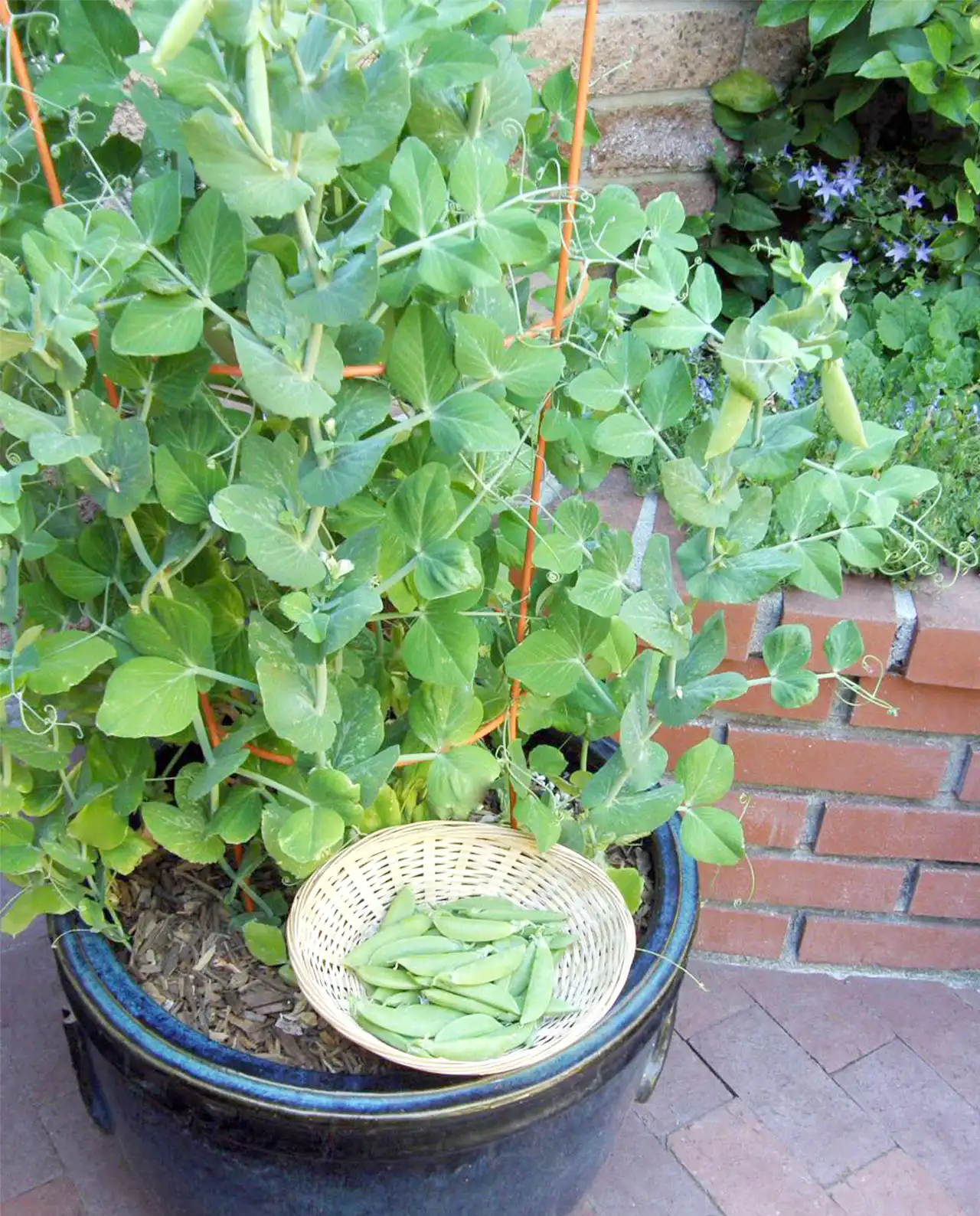 ถั่วสแนปพี Snap Peas Little Crunch