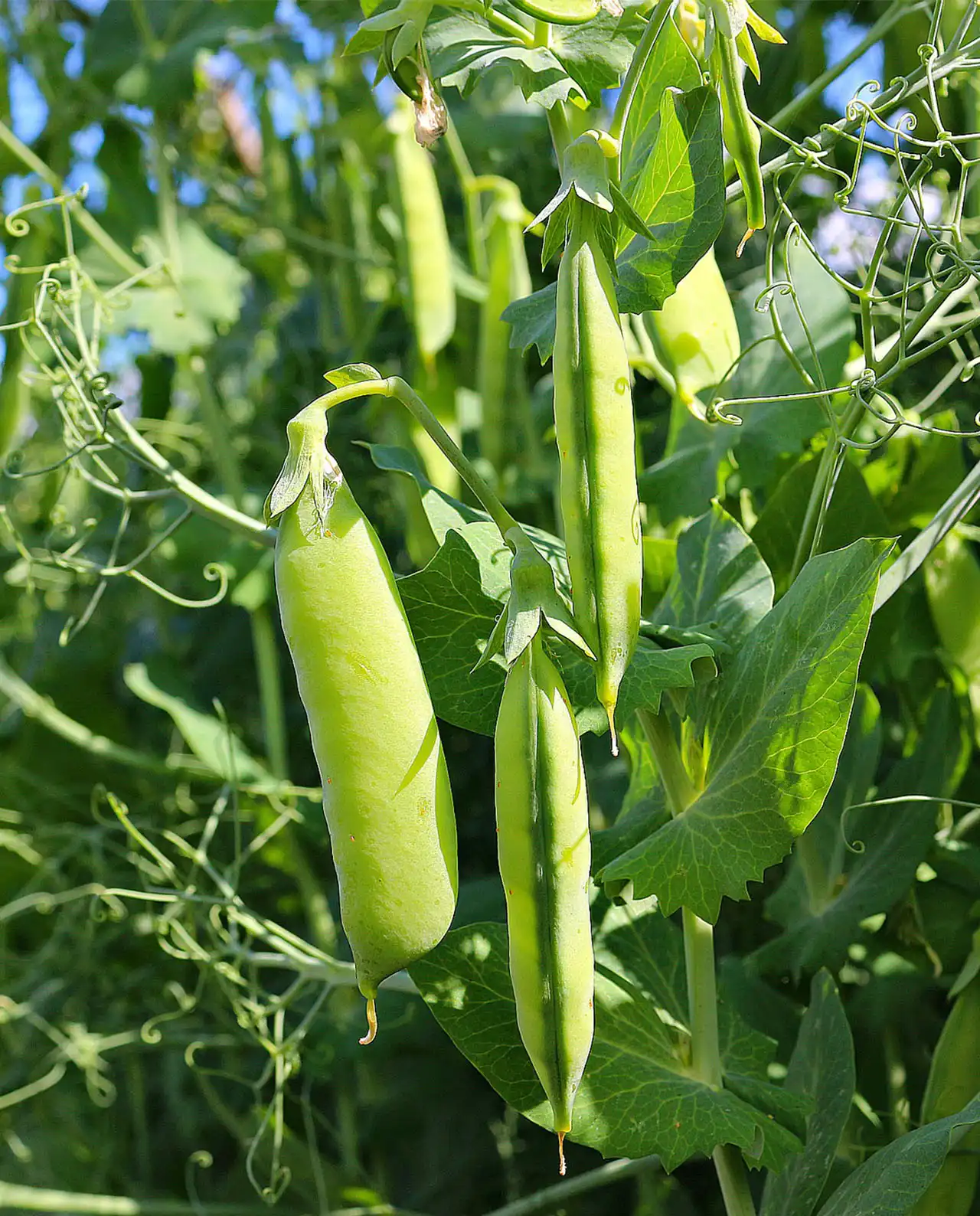 ถั่วสแนปพี ออร์แกนิค Snap Peas Sugar Daddy
