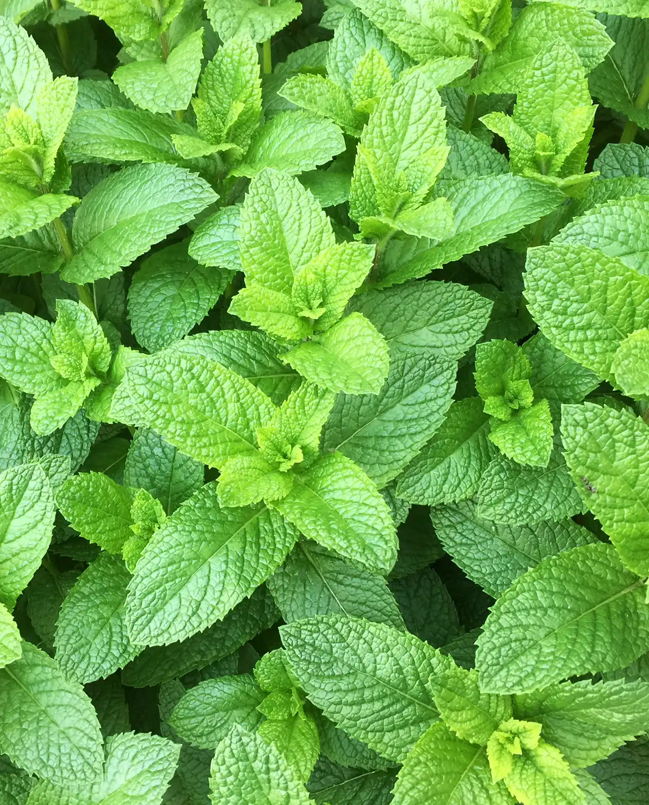 สเปียร์มินต์ Spearmint