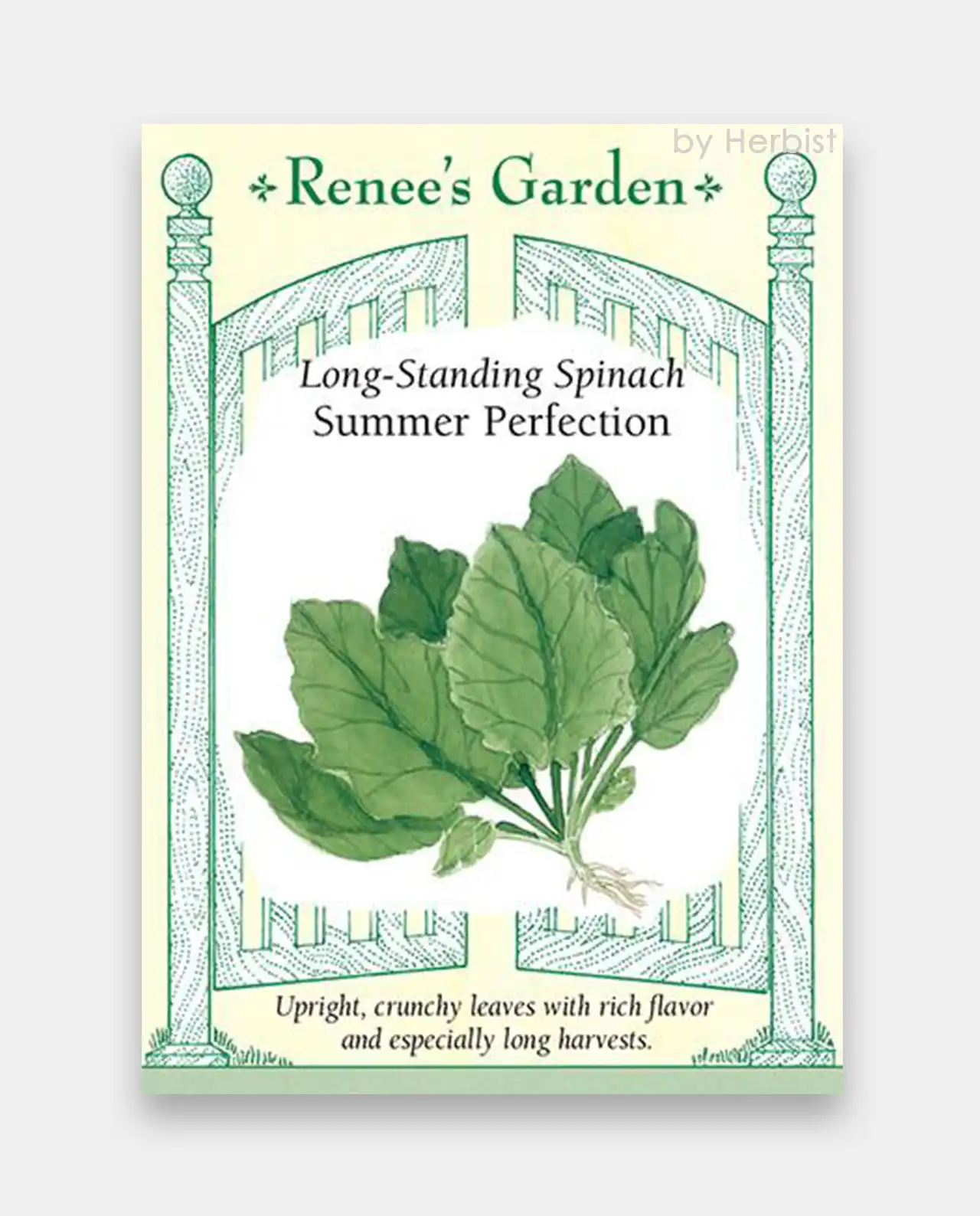 สปิแนช Spinach Summer Perfection