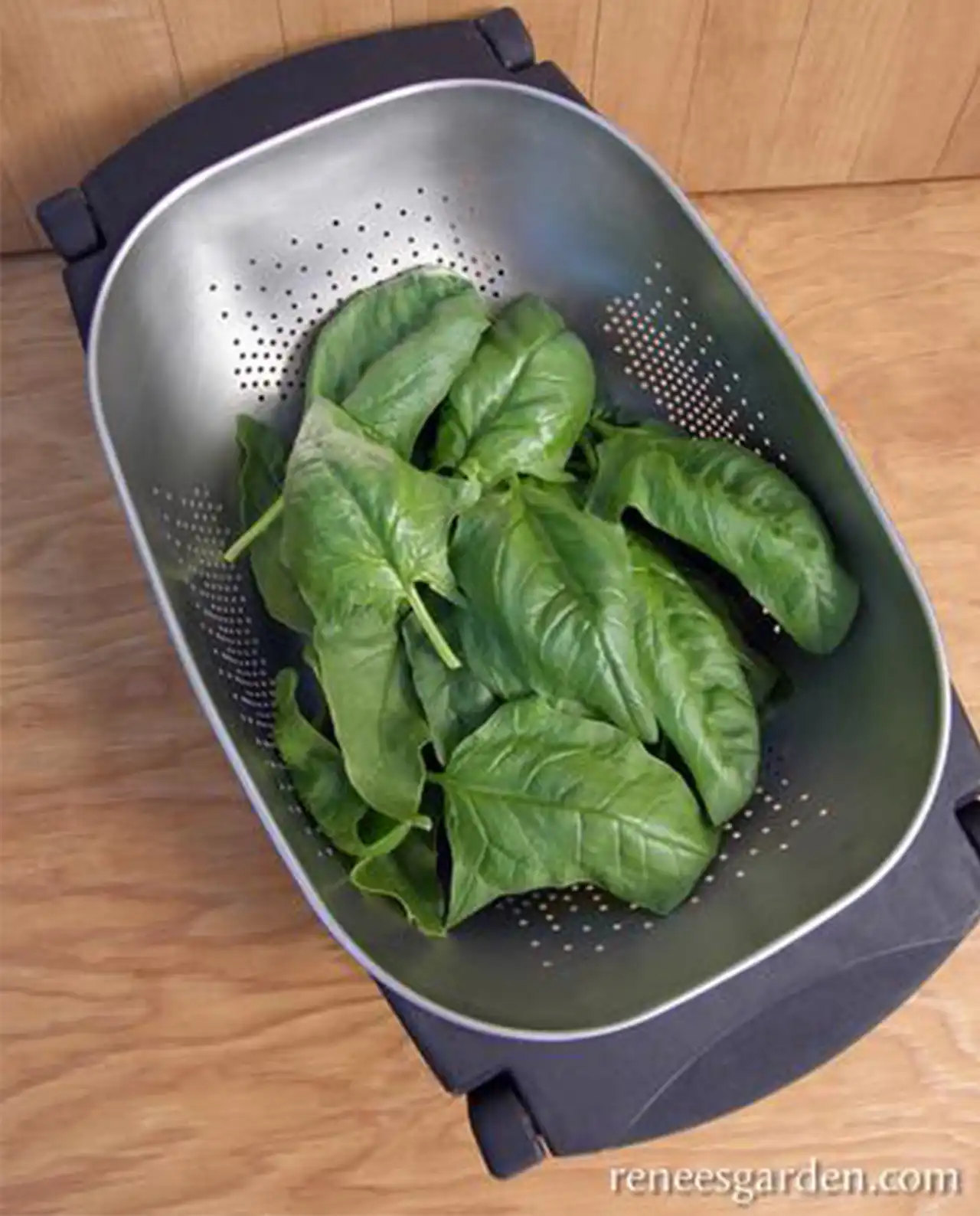 สปิแนช Spinach Summer Perfection