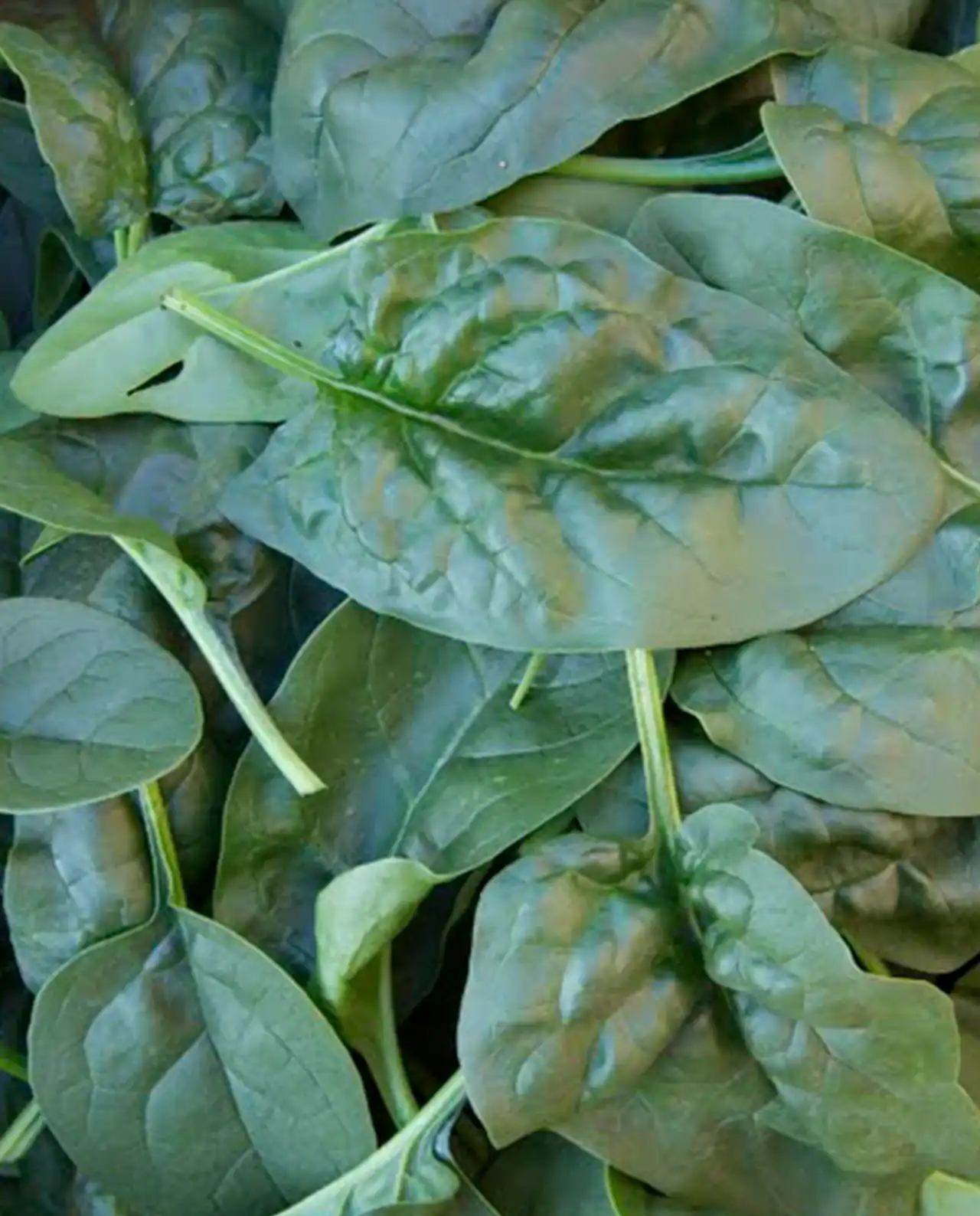 สปิแนช Spinach Summer Perfection