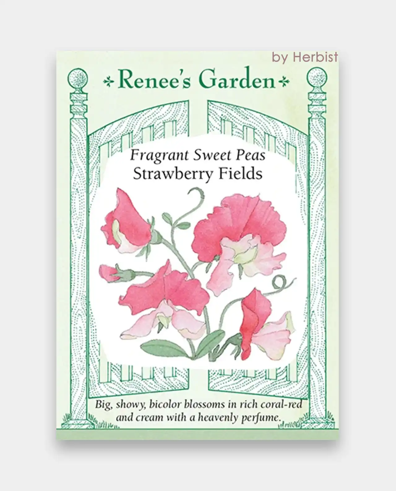 สวีทพี Strawberry Fields Sweet Peas