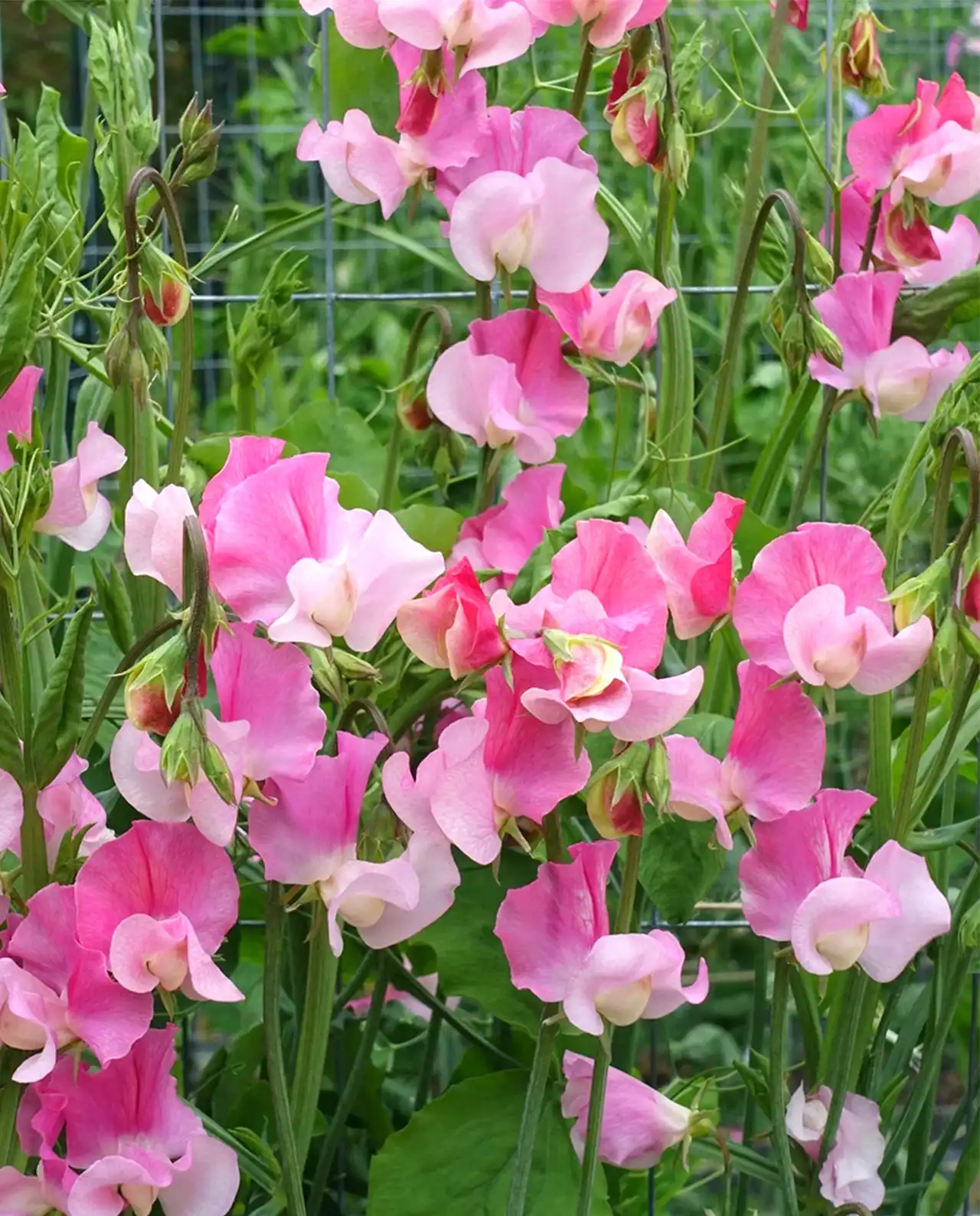 สวีทพี Strawberry Fields Sweet Peas