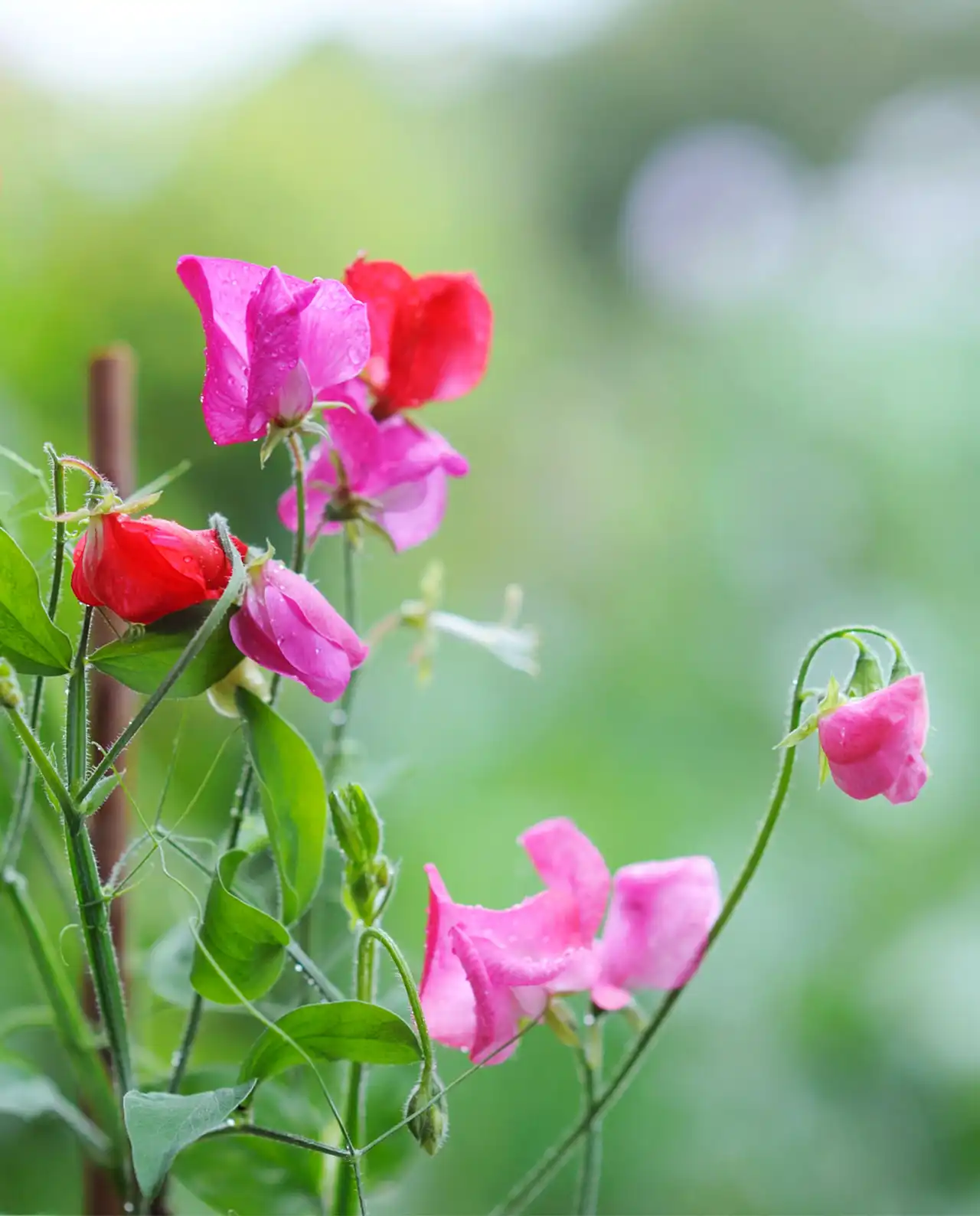 สวีทพี Strawberry Fields Sweet Peas