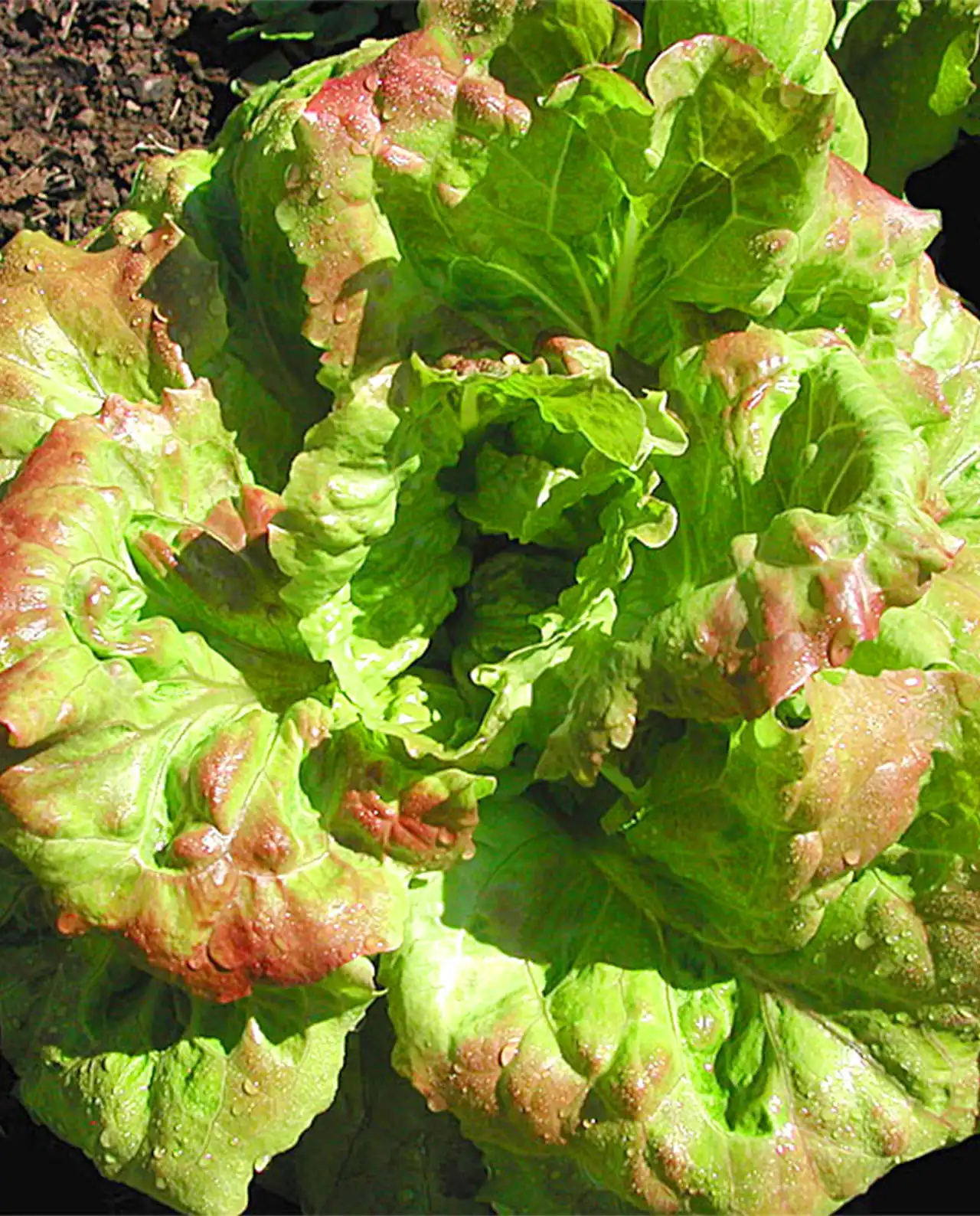 ผักกาดหอม ออร์แกนิค Summer Bibb Lettuce