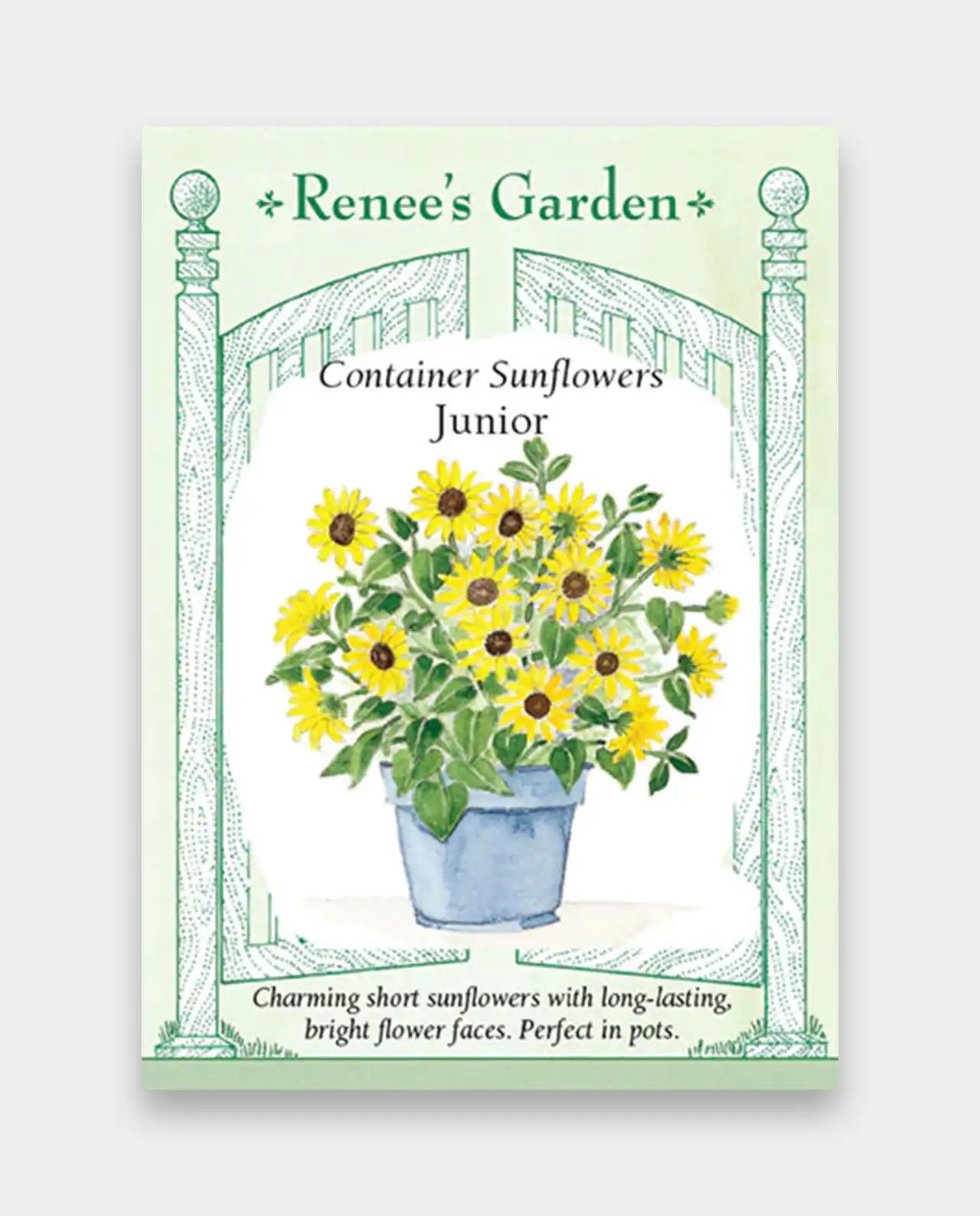 ดอกทานตะวันจิ๋ว Sunflowers Junior