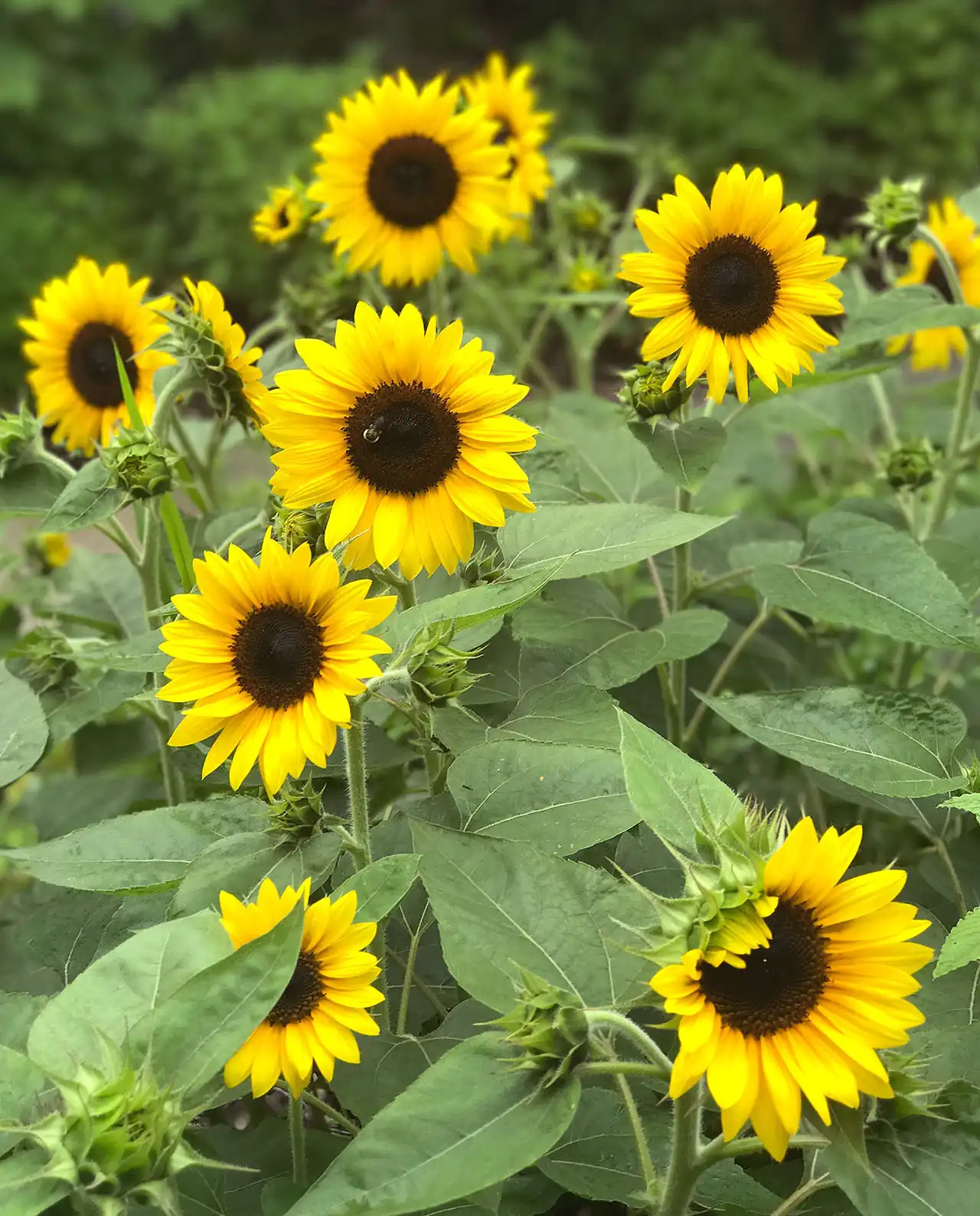 ดอกทานตะวันจิ๋ว Sunflowers Junior