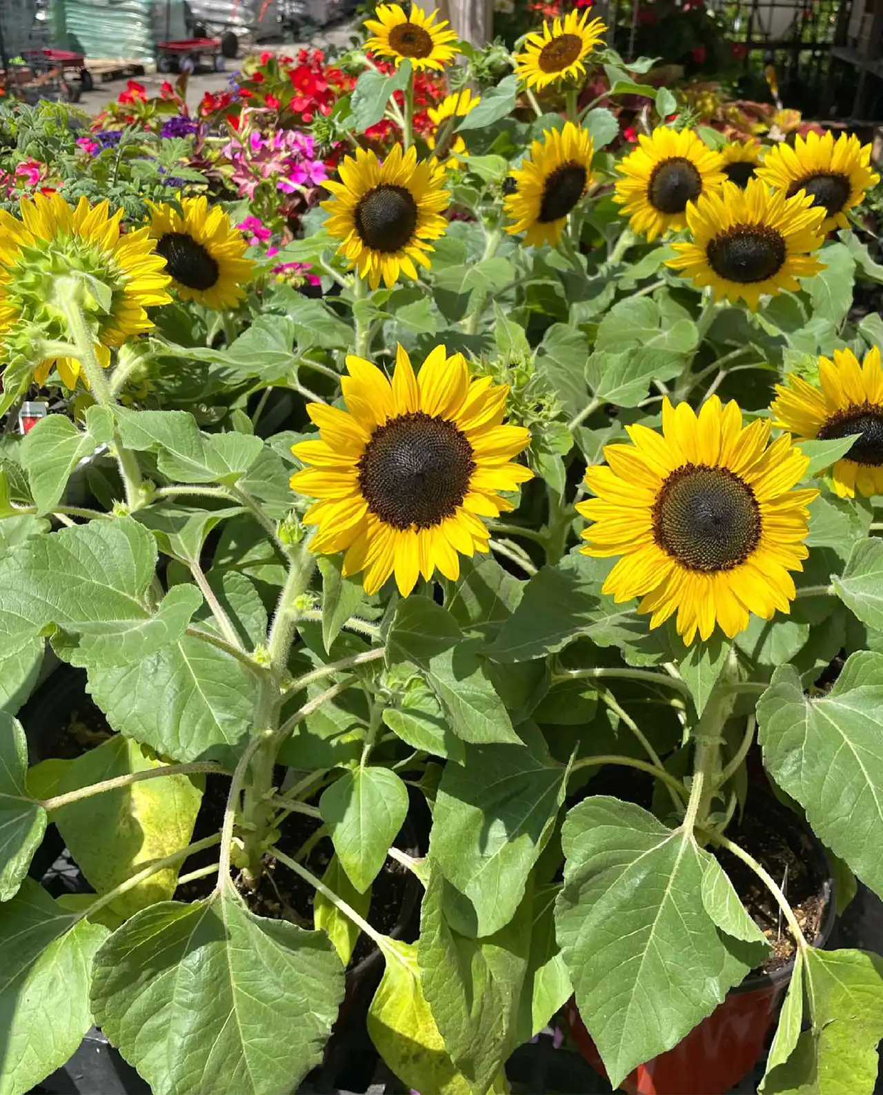ดอกทานตะวันจิ๋ว Sunflowers Junior