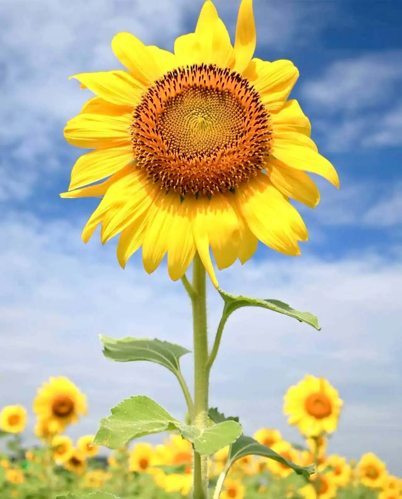 ดอกทานตะวัน Giant Sunflowers Sunzilla