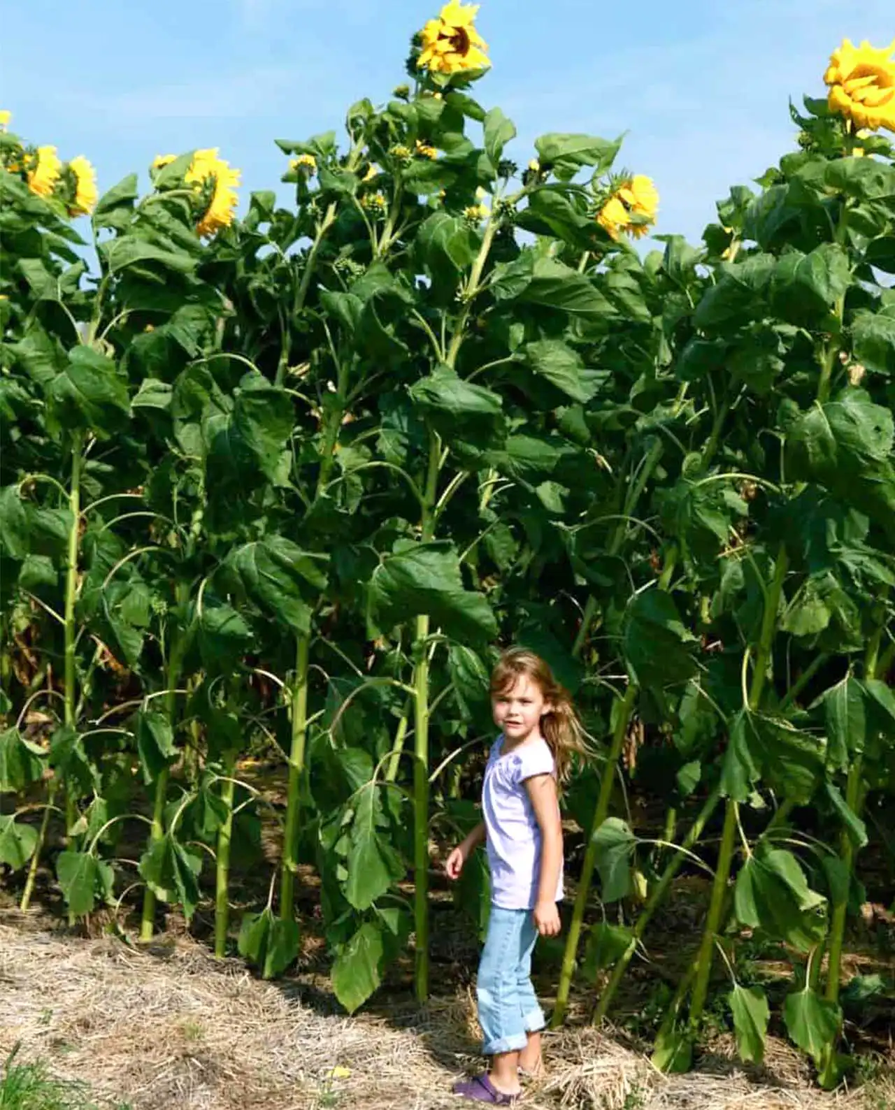 ดอกทานตะวัน Giant Sunflowers Sunzilla