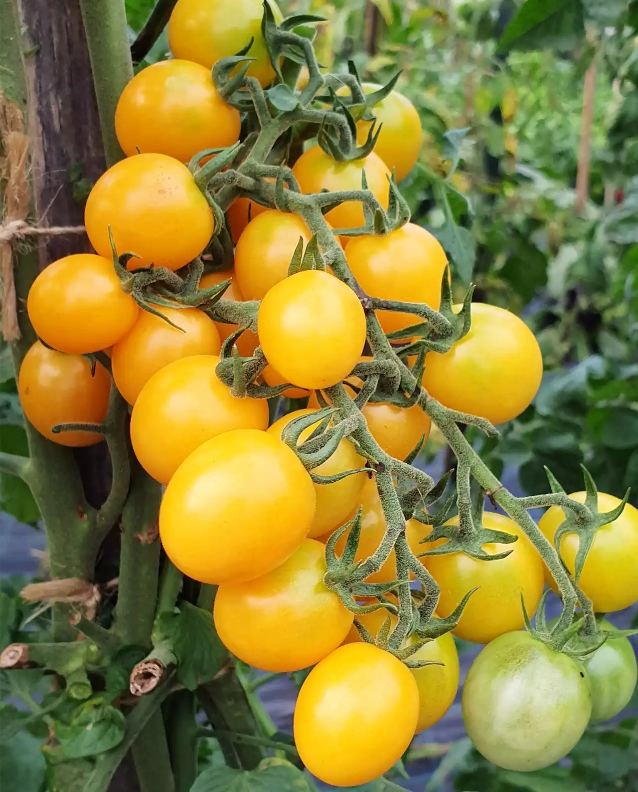 มะเขือเทศเชอรี่ Sweet Gold Tomatoes
