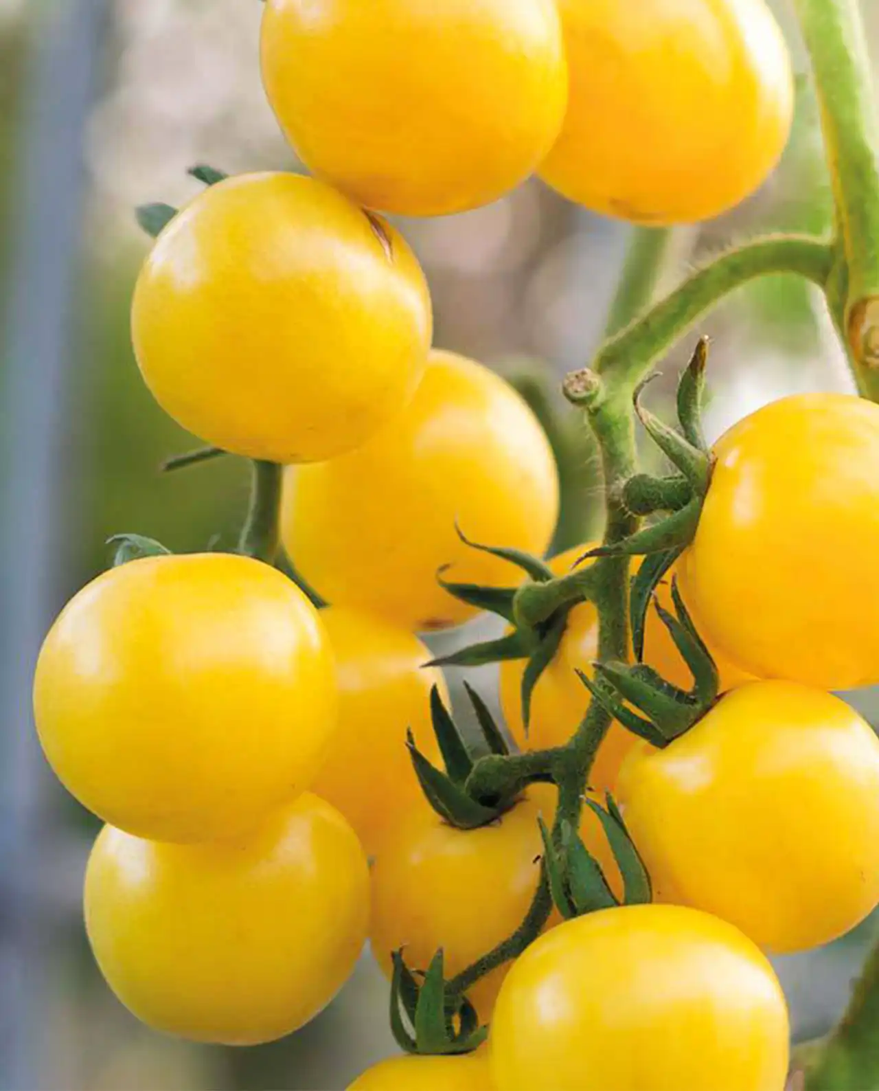 มะเขือเทศเชอรี่ Sweet Gold Tomatoes
