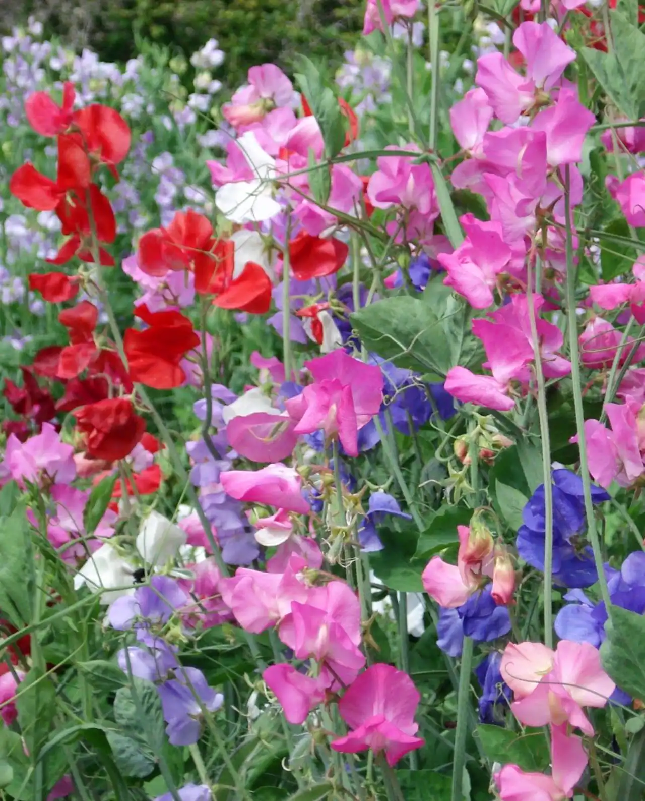 สวีทพี Sweet Peas Perfume Delight