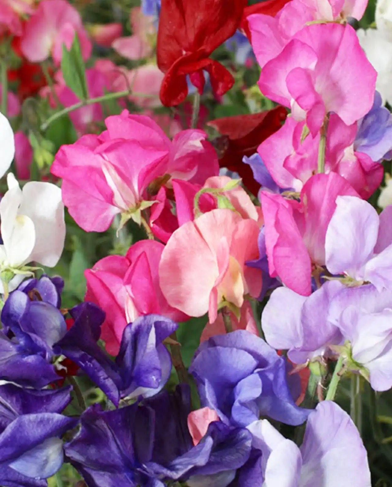 สวีทพี Sweet Peas Perfume Delight