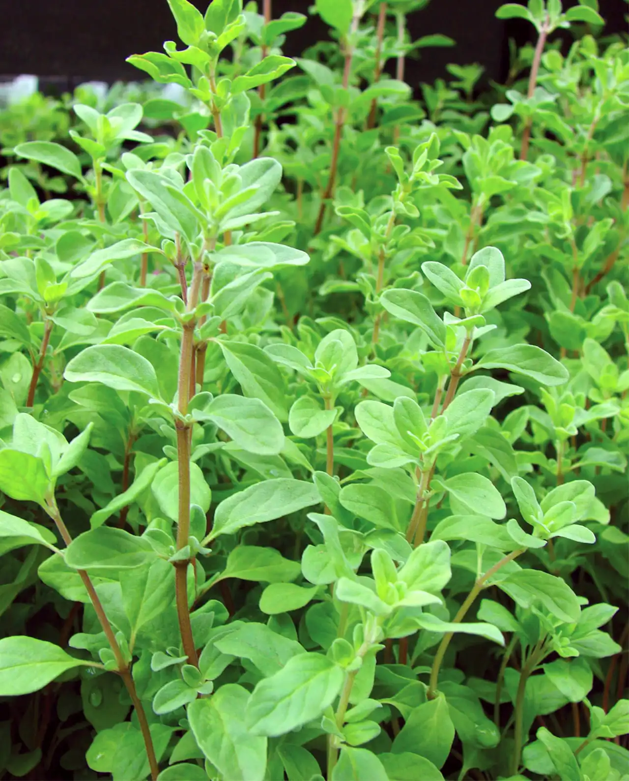 สวีท มาร์จอรัม Sweet Marjoram