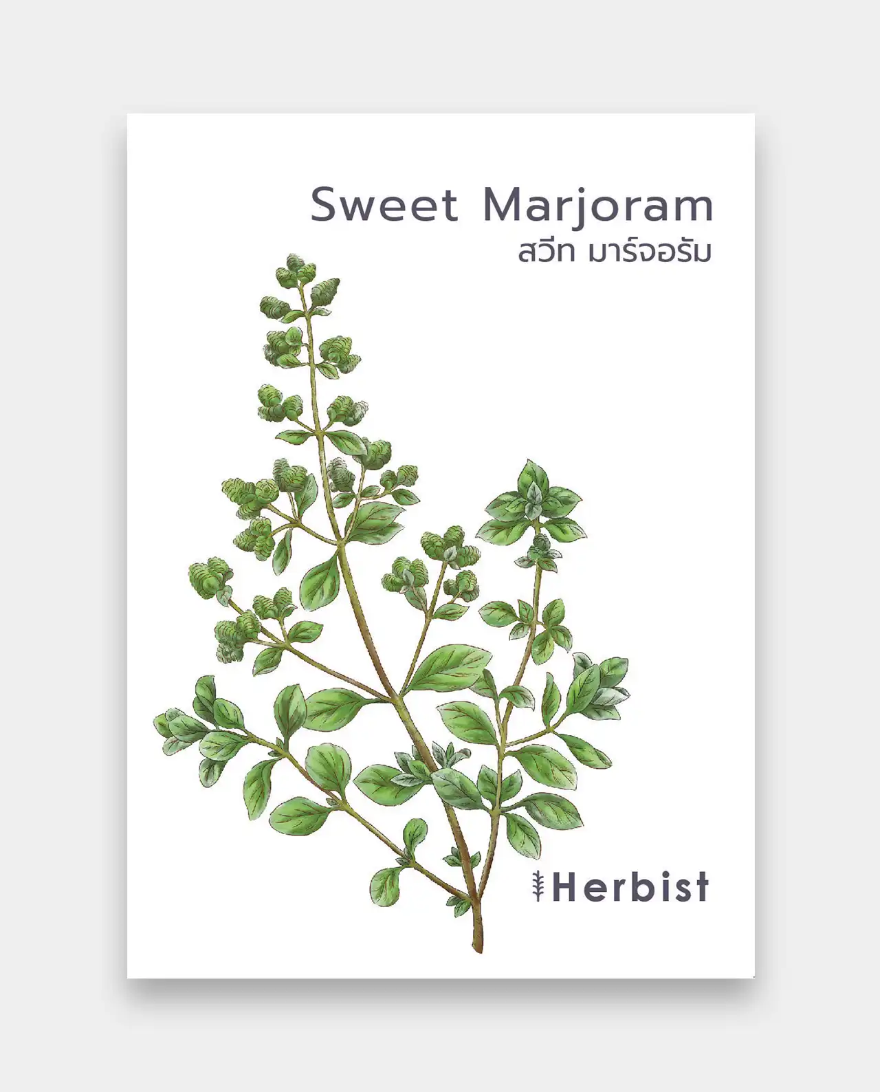 สวีท มาร์จอรัม Sweet Marjoram