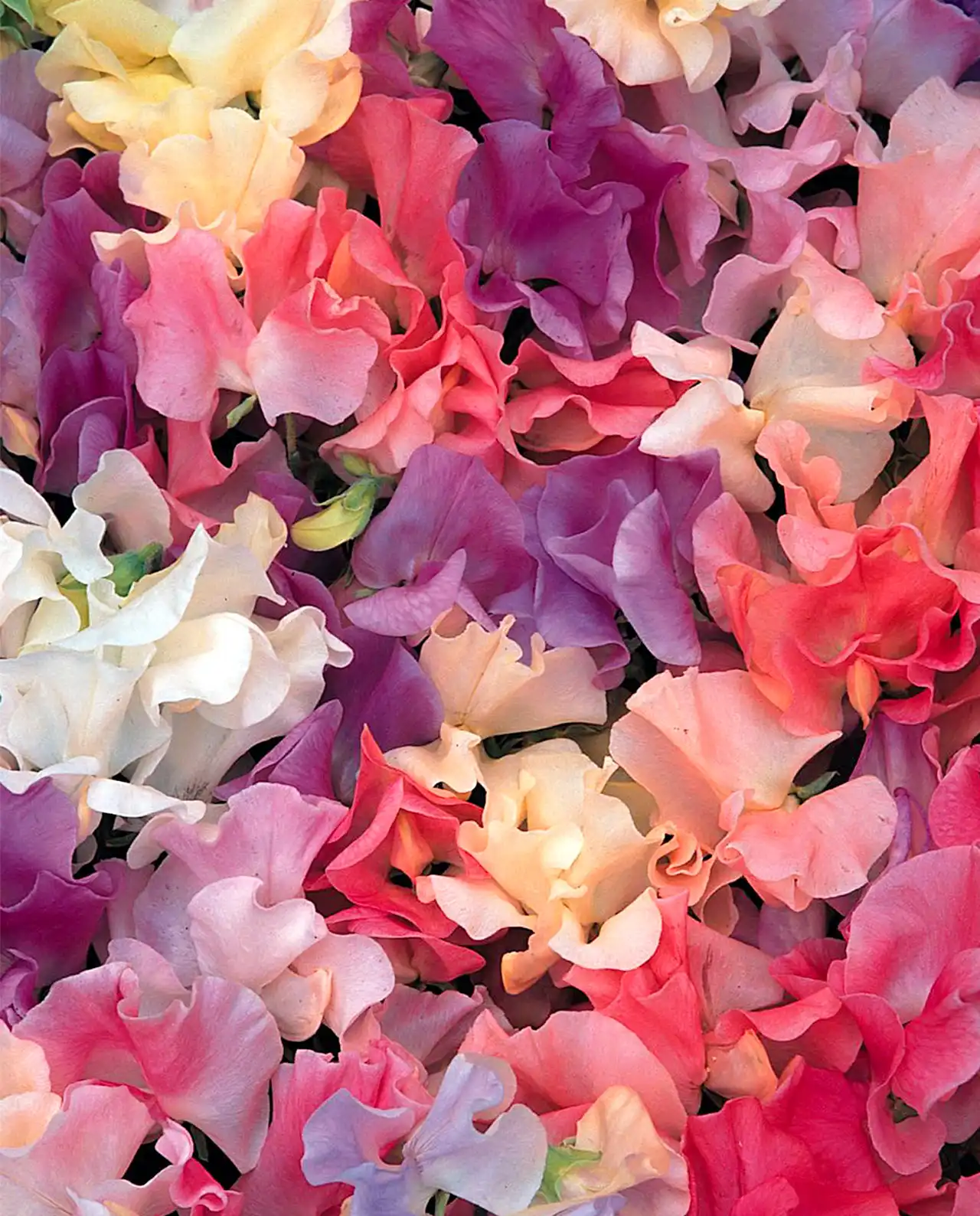 สวีทพี Scented Pastel Sunset Sweet Peas