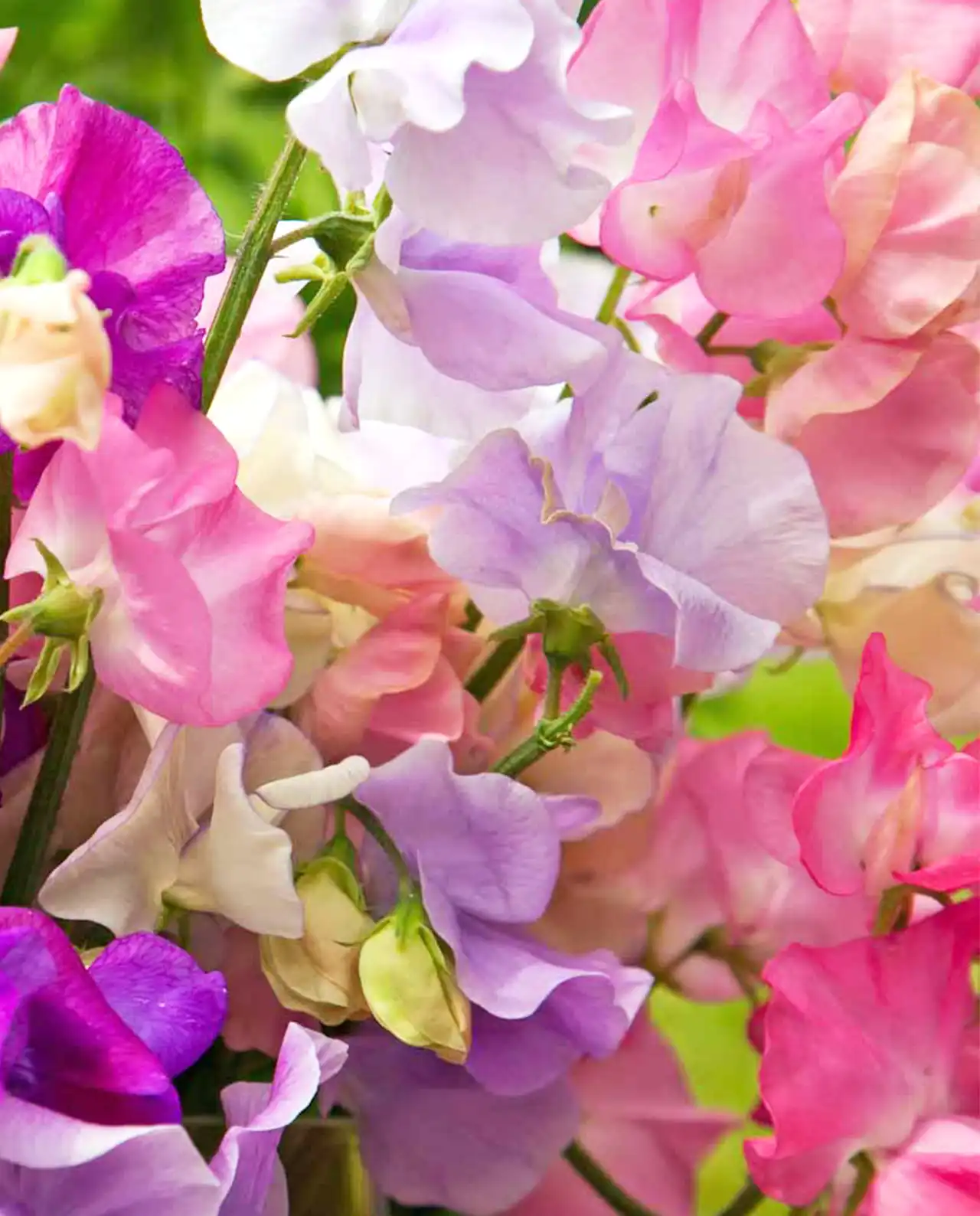 สวีทพี Scented Pastel Sunset Sweet Peas